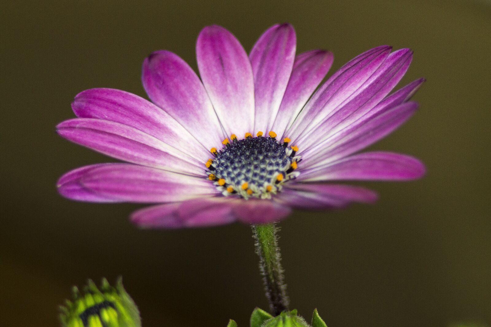 Canon EOS 1100D (EOS Rebel T3 / EOS Kiss X50) sample photo. Flower, purple, daisy photography