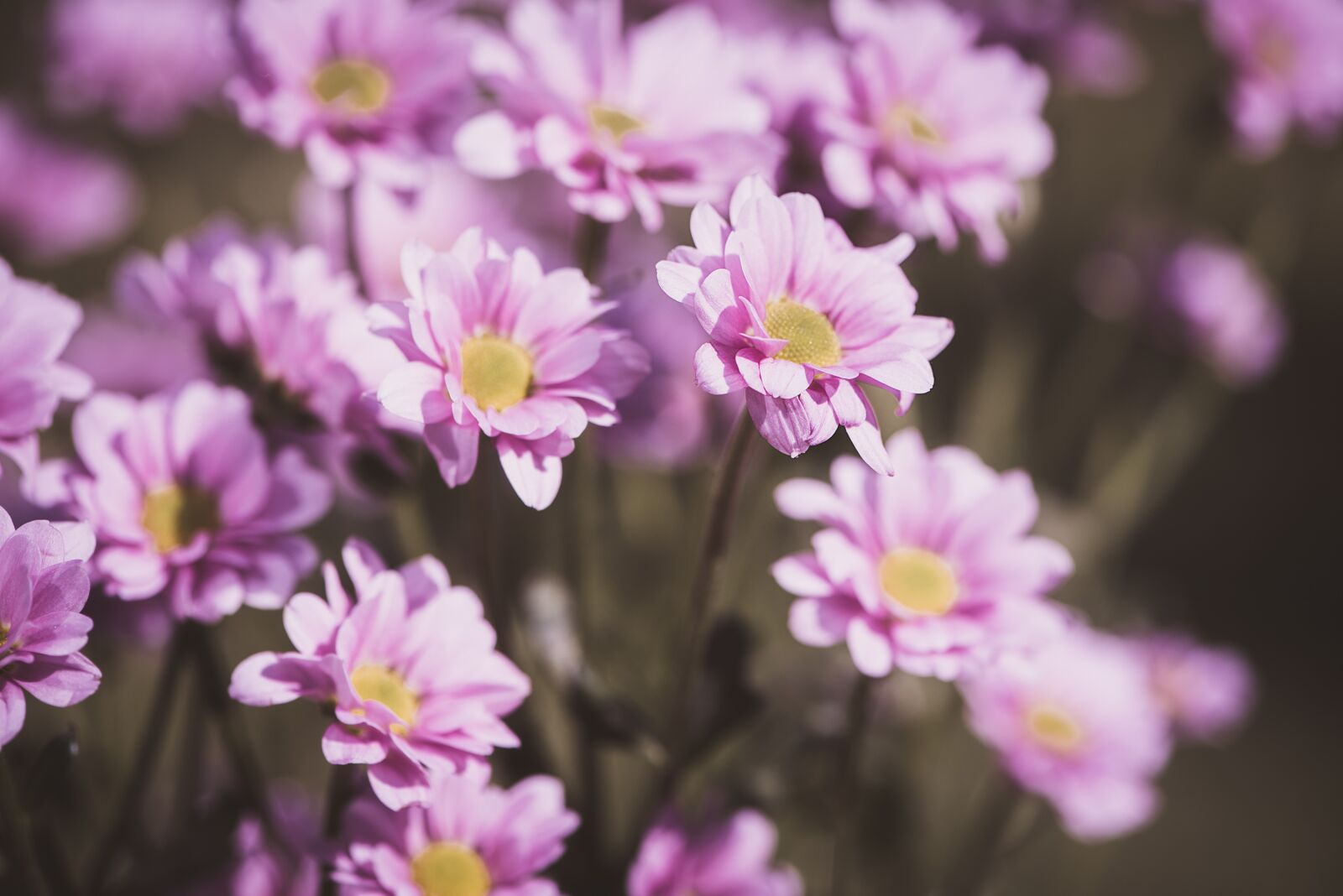 Nikon D750 sample photo. Flowers, pink, pink flowers photography