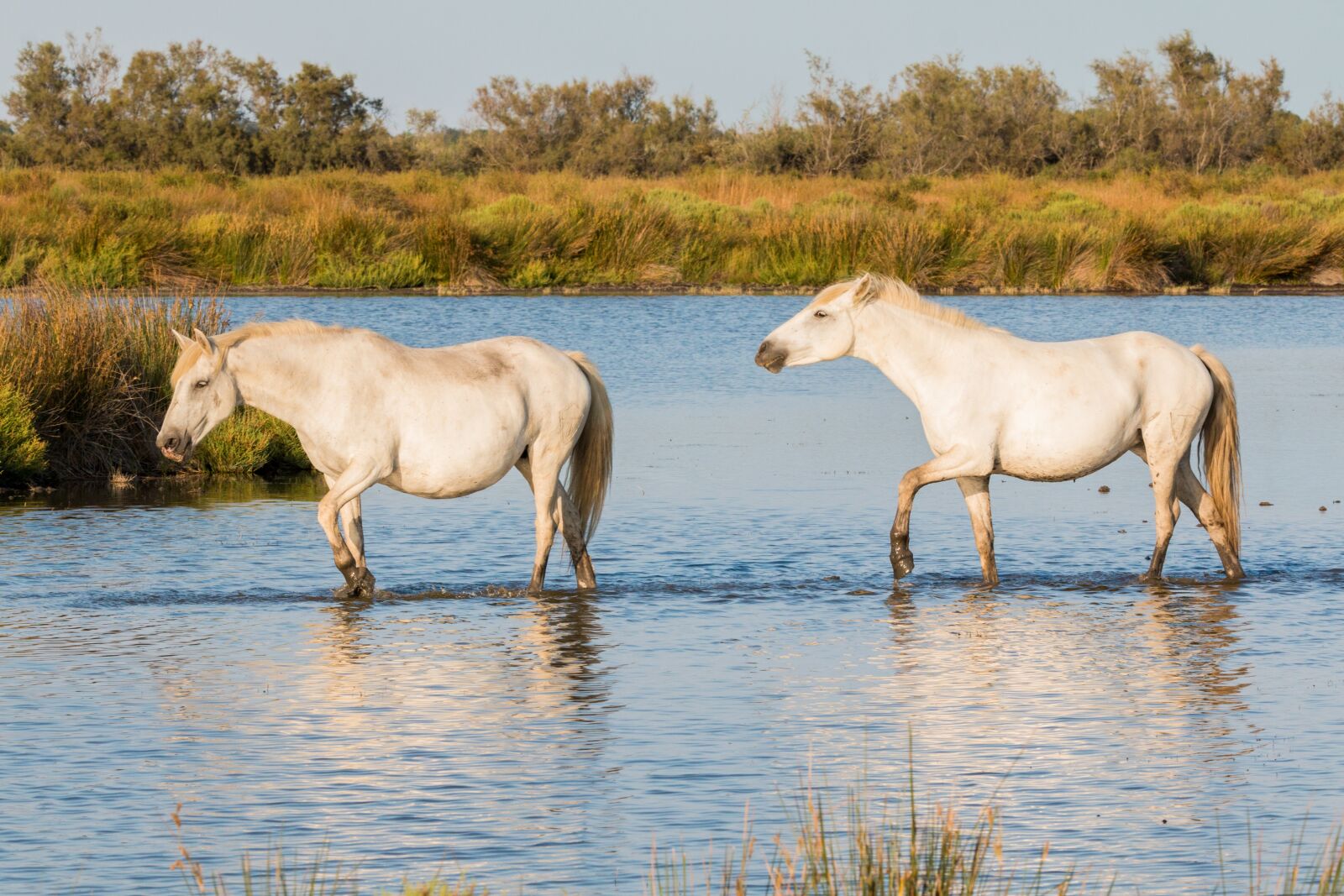 150-600mm F5-6.3 DG OS HSM | Contemporary 015 sample photo. Horses, white horses, camargue photography