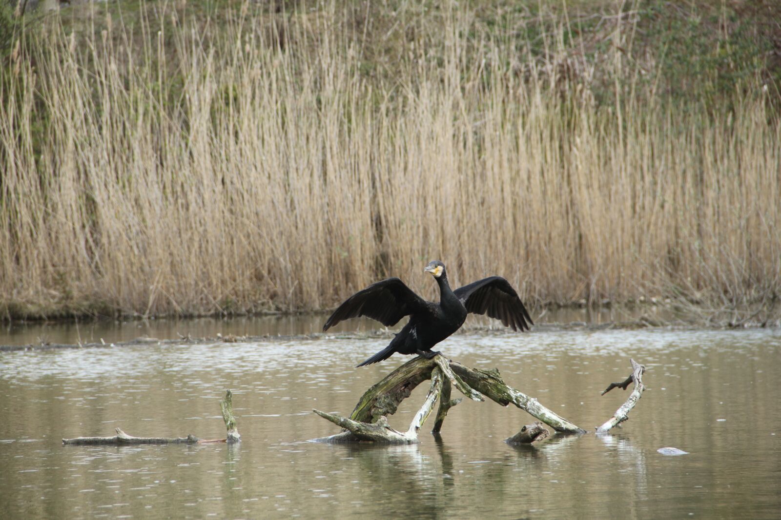 Canon EOS 7D sample photo. Bird, wing, animal photography