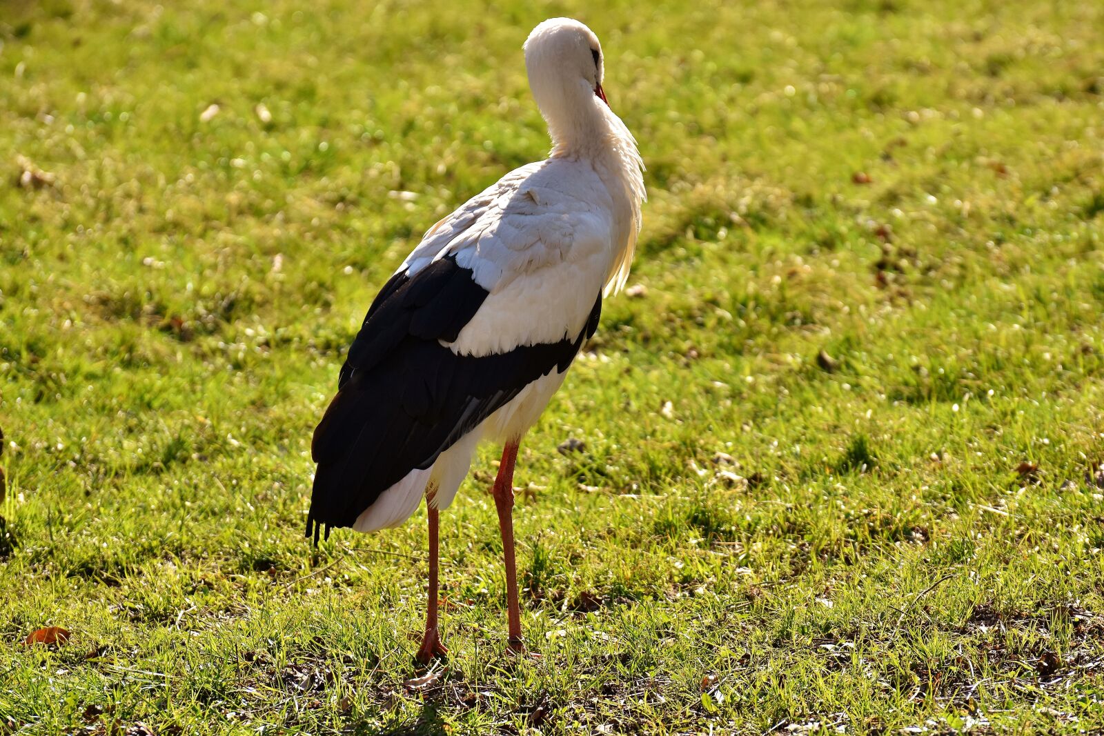 Nikon D7200 sample photo. Stork, pride, bird photography