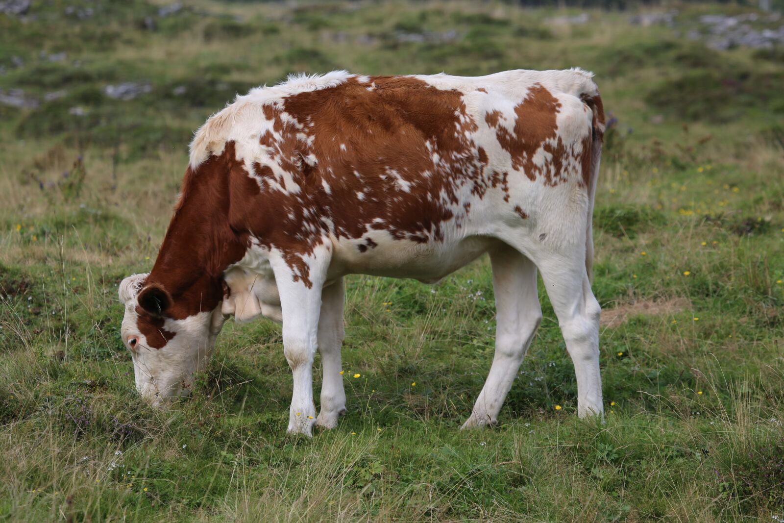 Canon EF 100-400mm F4.5-5.6L IS USM sample photo. Cow, beef, milk cow photography