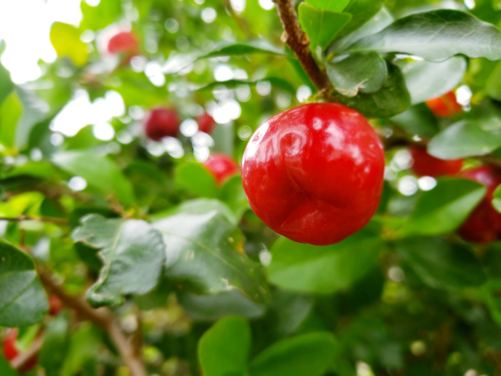Samsung Galaxy Note9 sample photo. Acerola, fruit, orchard photography