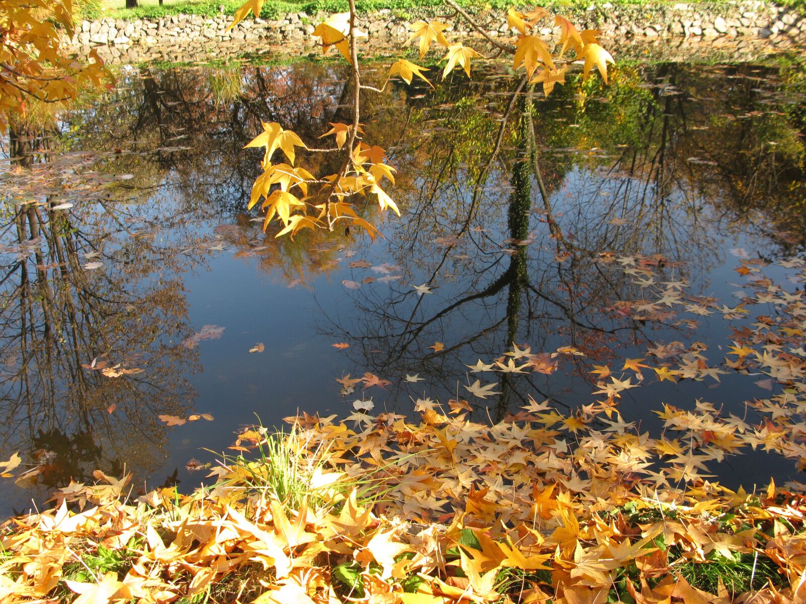 Canon POWERSHOT G9 sample photo. Autumn trees, fall, autumn photography