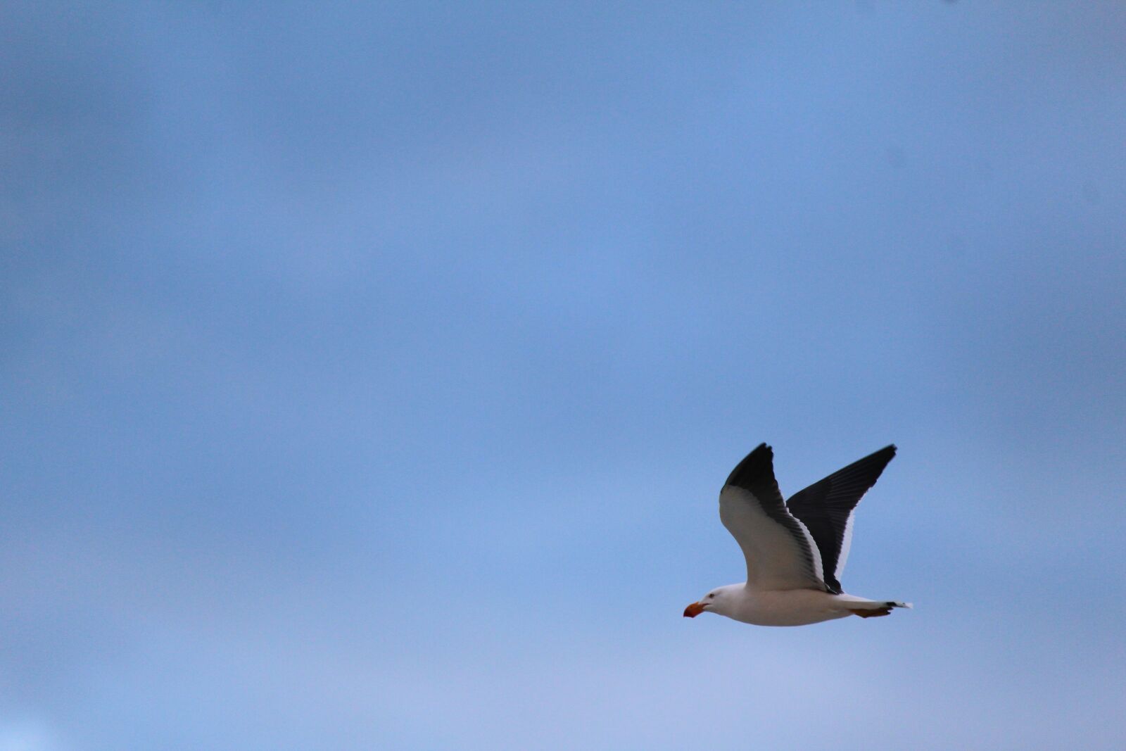 Canon EF-S 55-250mm F4-5.6 IS STM sample photo. Gull, pacific, flying photography