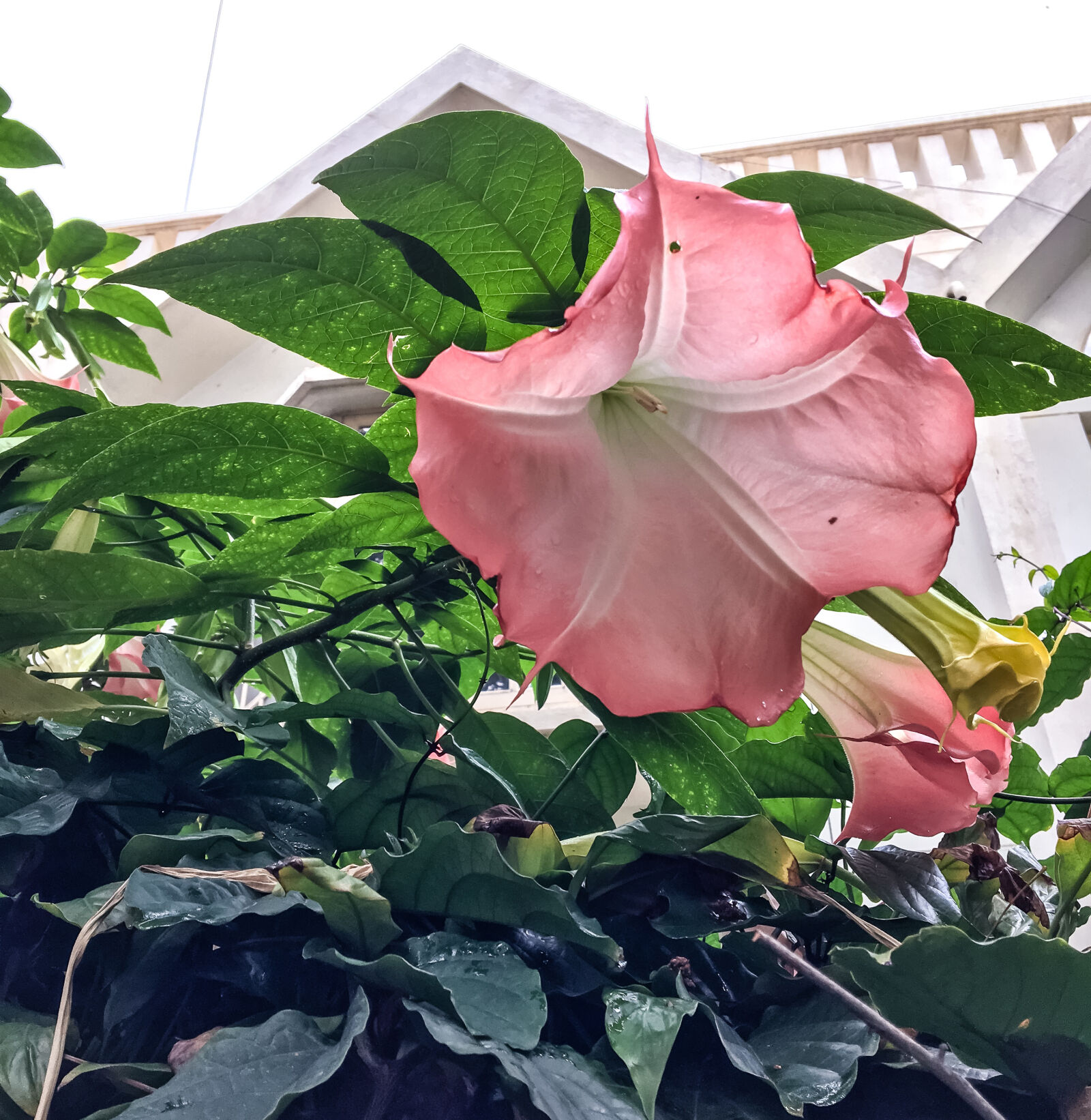 Apple iPhone 6s sample photo. Bloom, green, leaves, mothernature photography