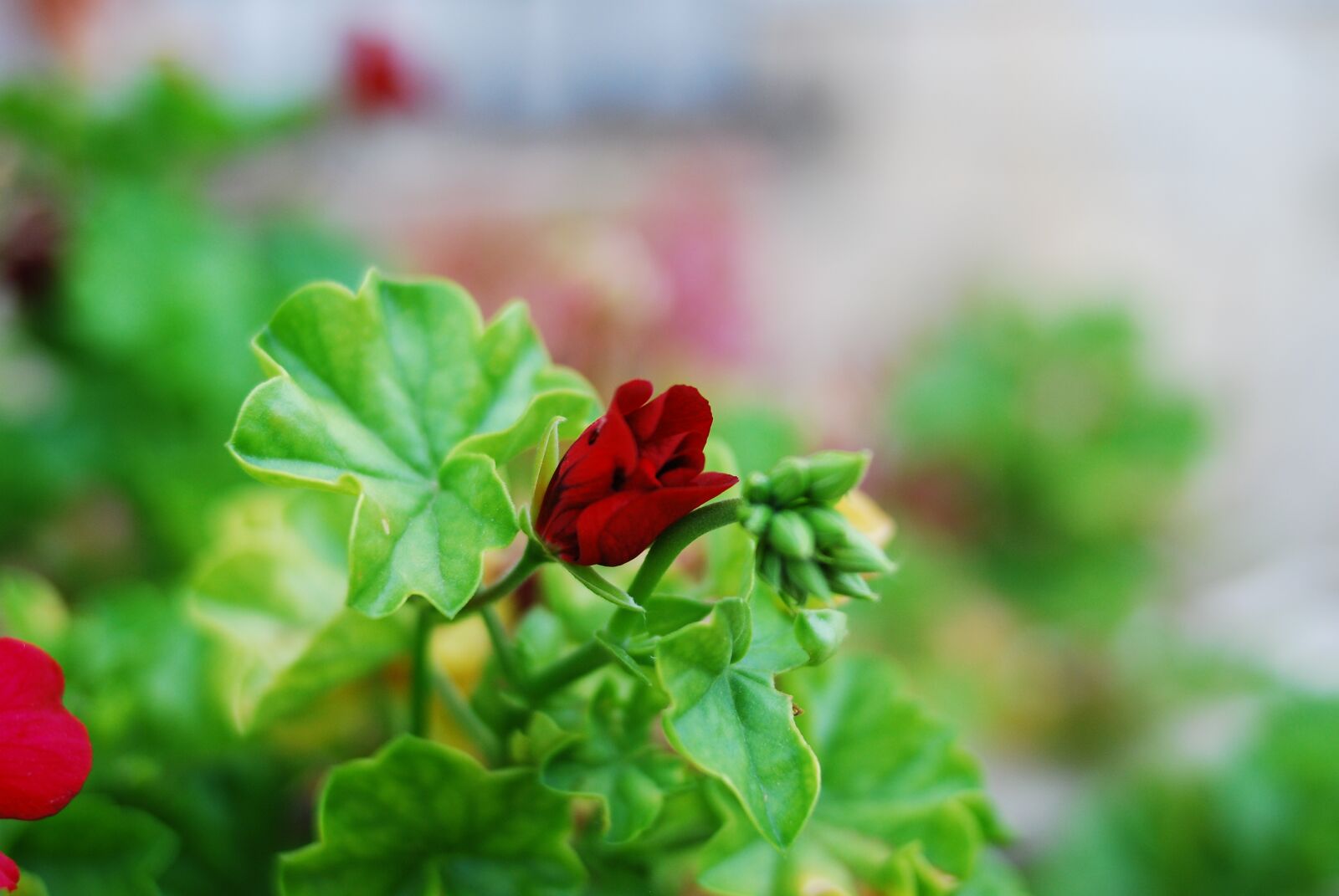 Nikon D80 sample photo. Nature, leaf, plant photography