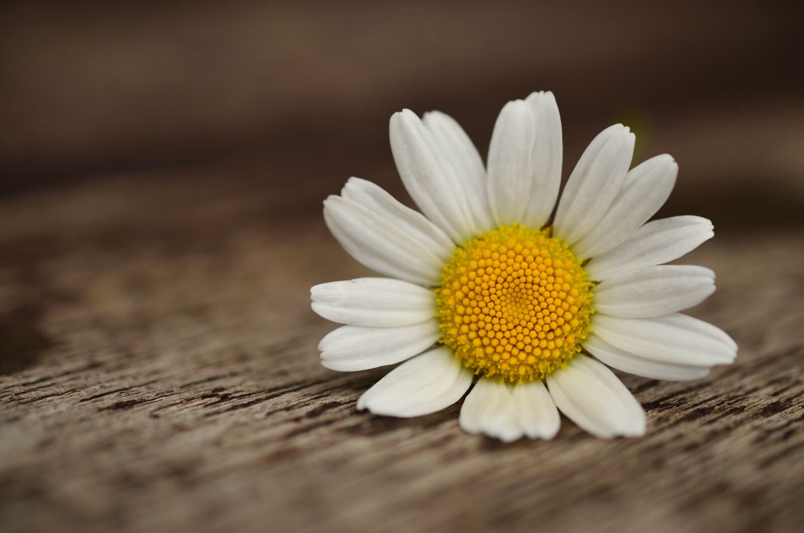 Nikon D5100 sample photo. Marguerite, blossom, bloom photography