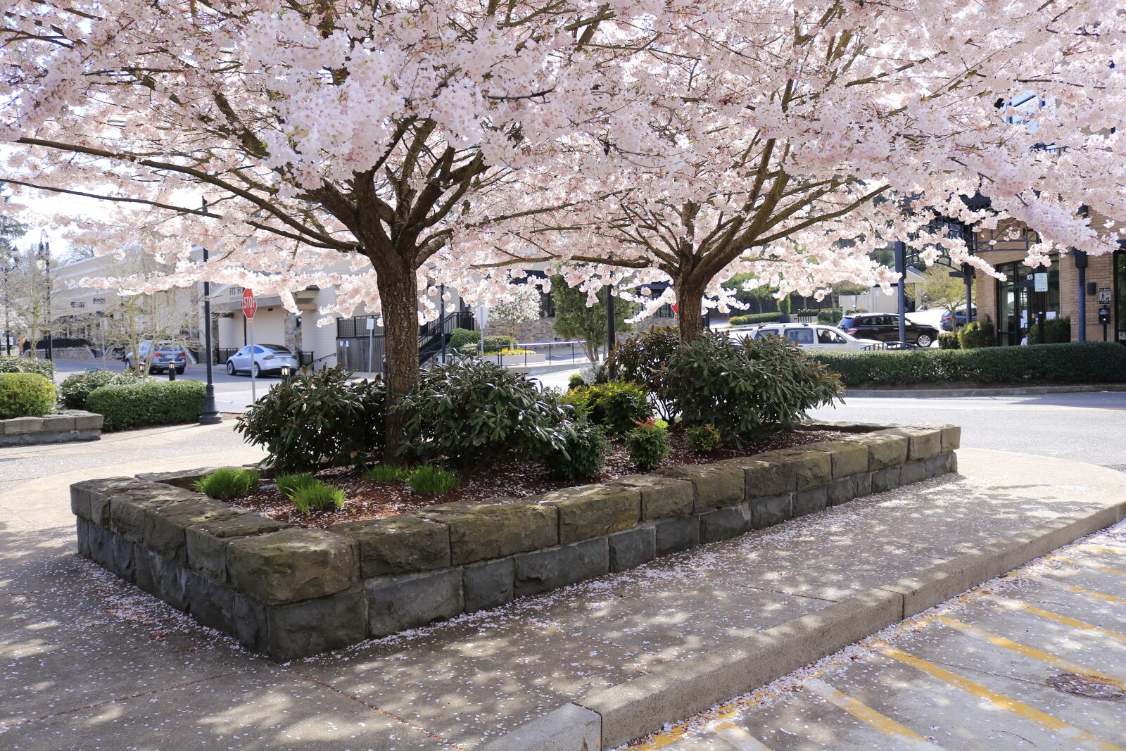 Canon EOS 750D (EOS Rebel T6i / EOS Kiss X8i) sample photo. Cherry blossom, spring, pink photography