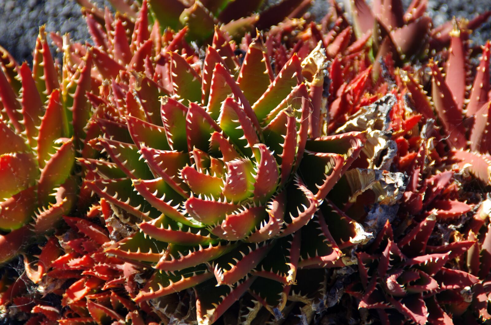 Pentax K-5 sample photo. Lanzarote, succulent, red photography