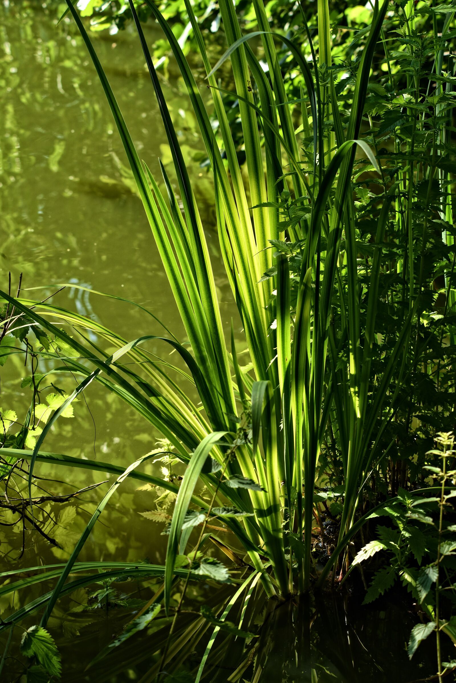 Nikon D750 sample photo. Rushes, plant, aquatic plant photography