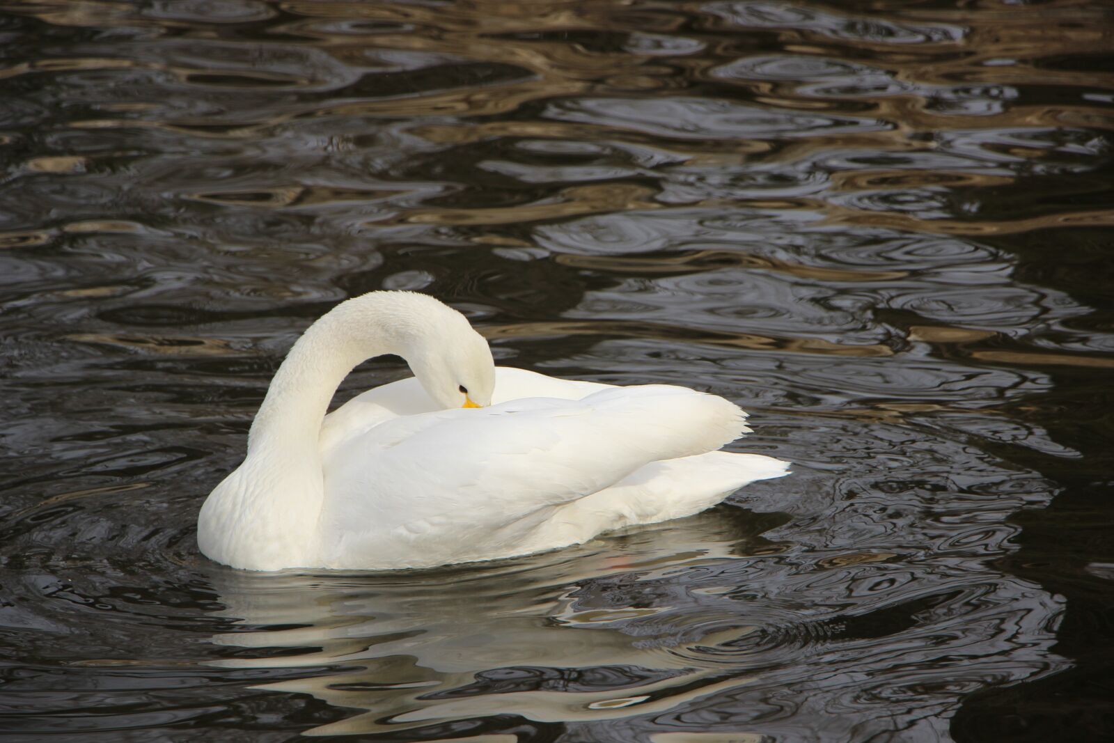 Canon EF-S 18-135mm F3.5-5.6 IS STM sample photo. Bird, water bird, swan photography