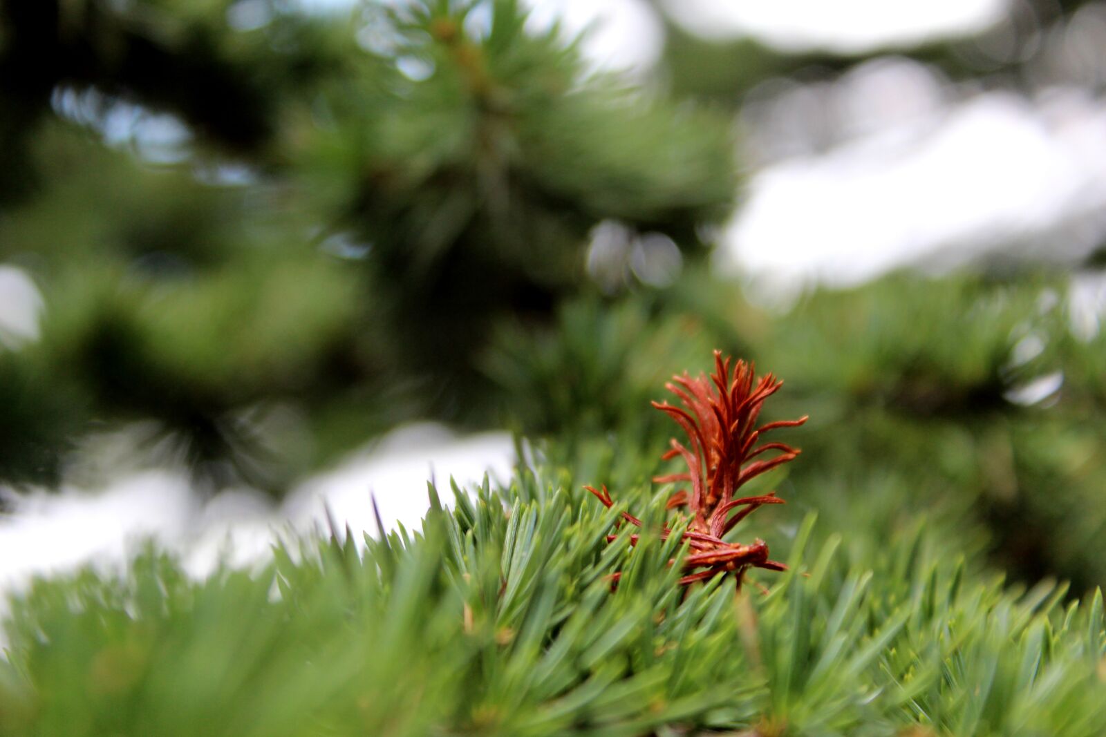 Canon EOS 600D (Rebel EOS T3i / EOS Kiss X5) sample photo. Cedars, outing, nature photography