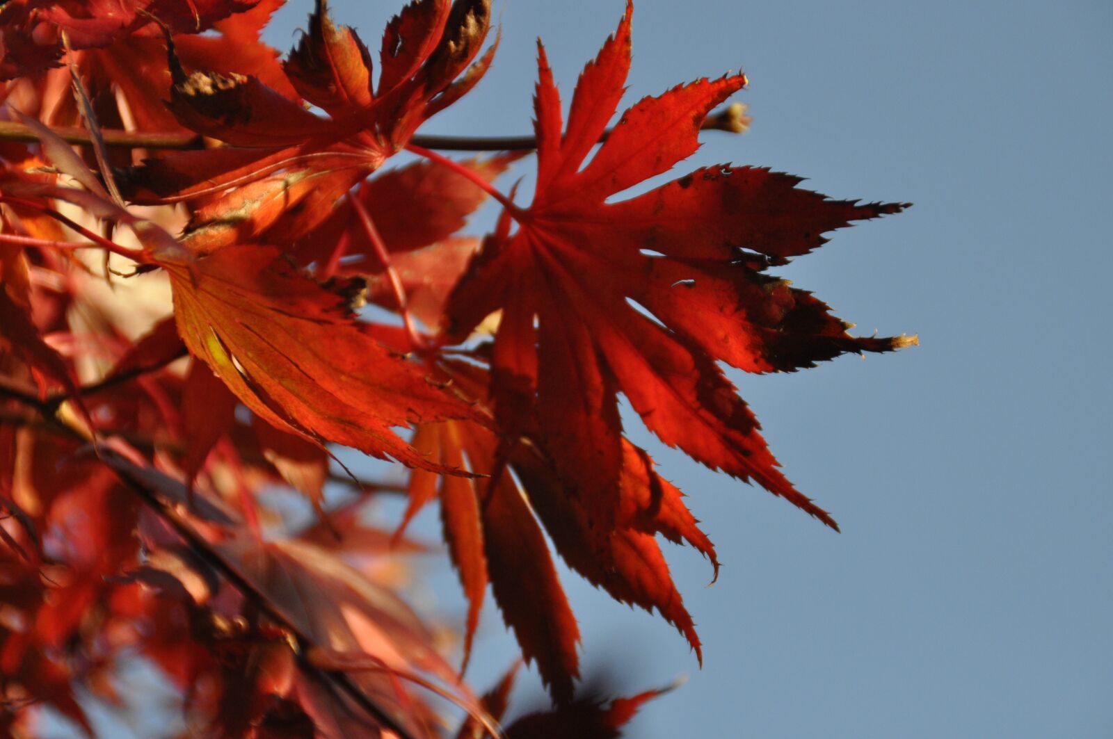 Nikon D5000 sample photo. Autumn, red, red leaf photography