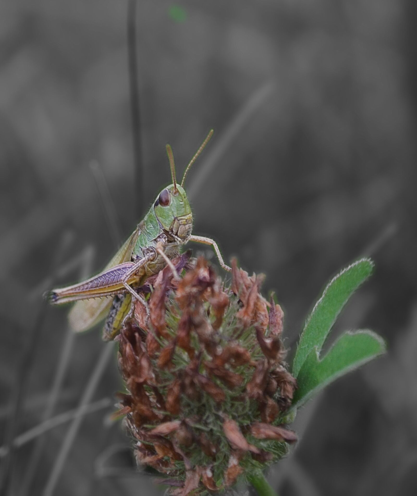 Nikon D5100 sample photo. Insect, grass, grasshopper photography