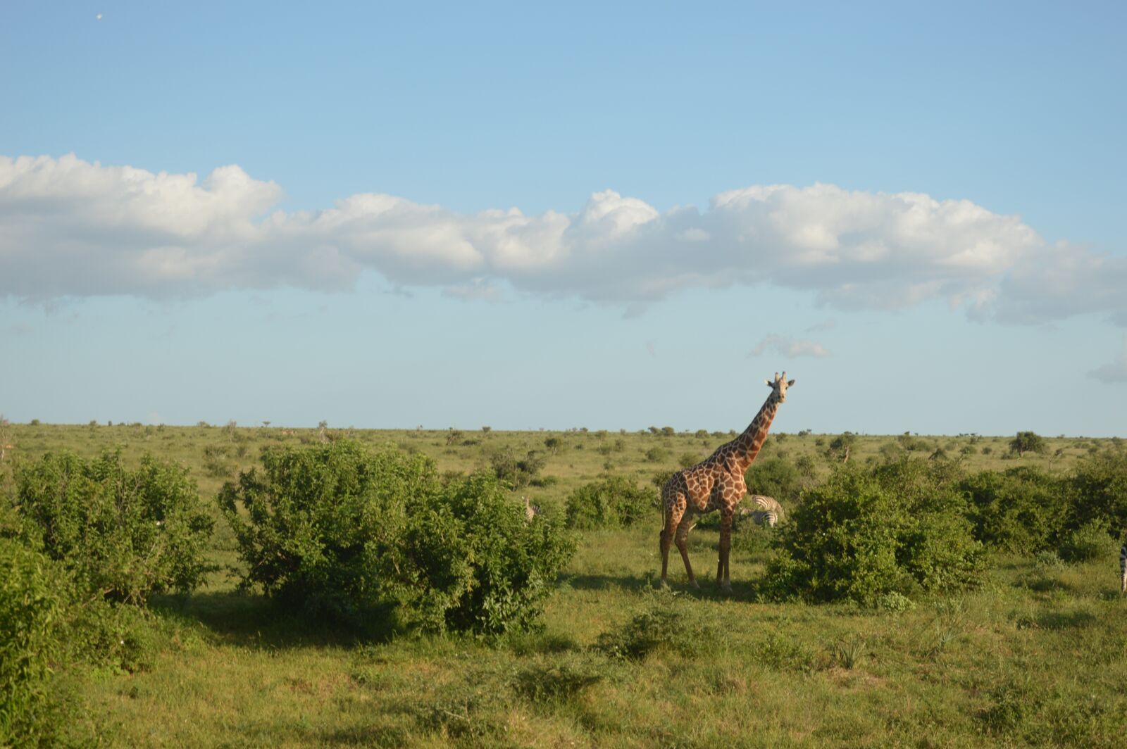 Nikon D3200 sample photo. Kenya, africa, safari photography