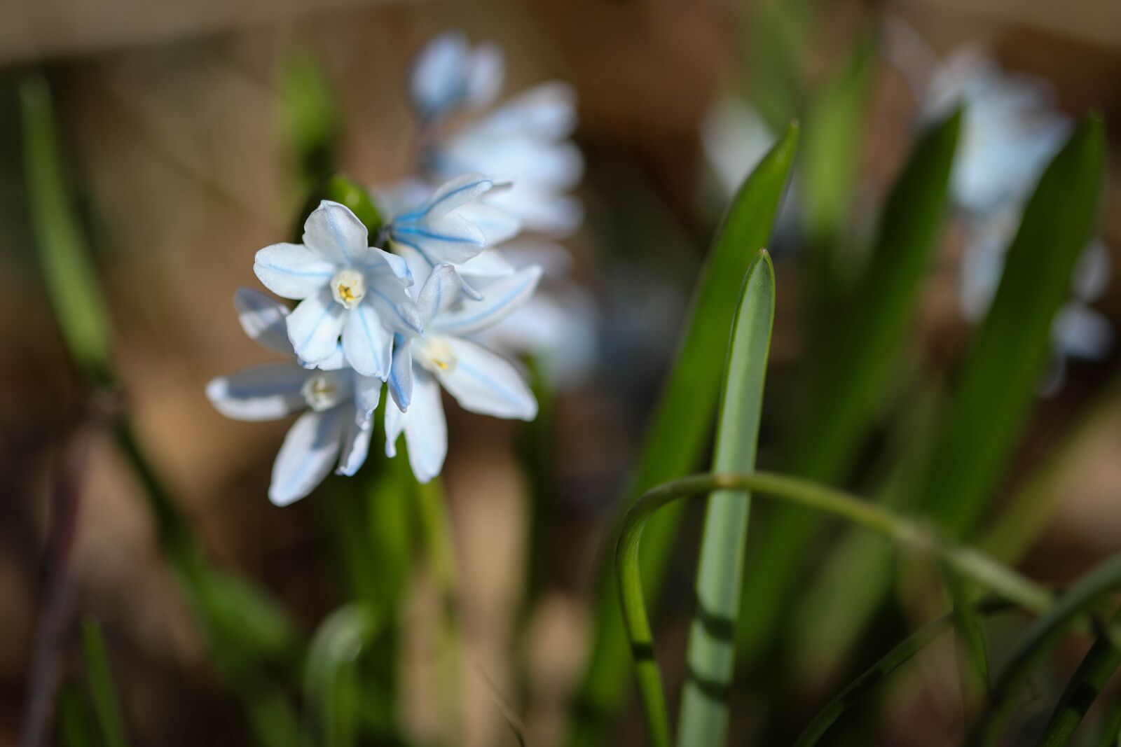 Canon EF 100mm F2.8 Macro USM sample photo. Flower, blue flower, delicate photography