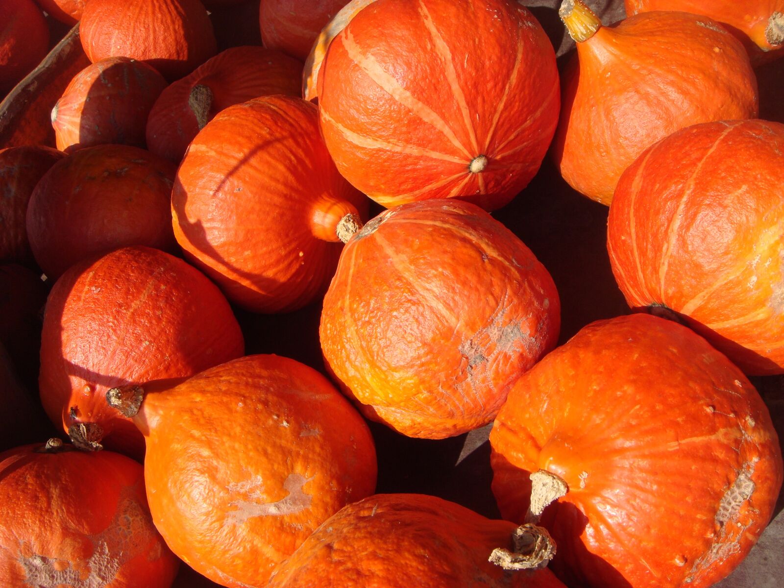 Sony DSC-T100 sample photo. Halloween, pumpkins, orange photography