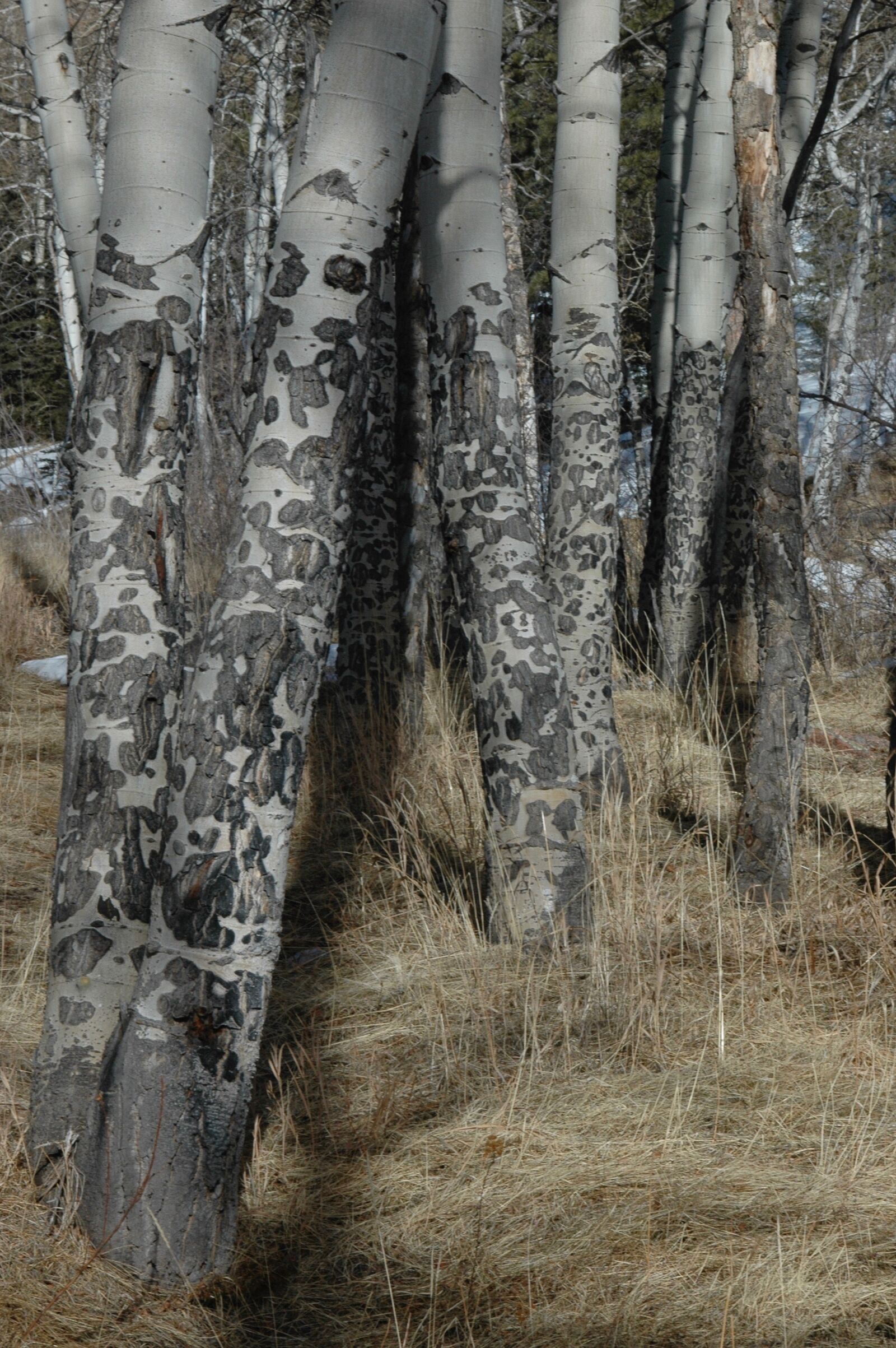 Nikon D70 sample photo. Aspen, trees, grove photography