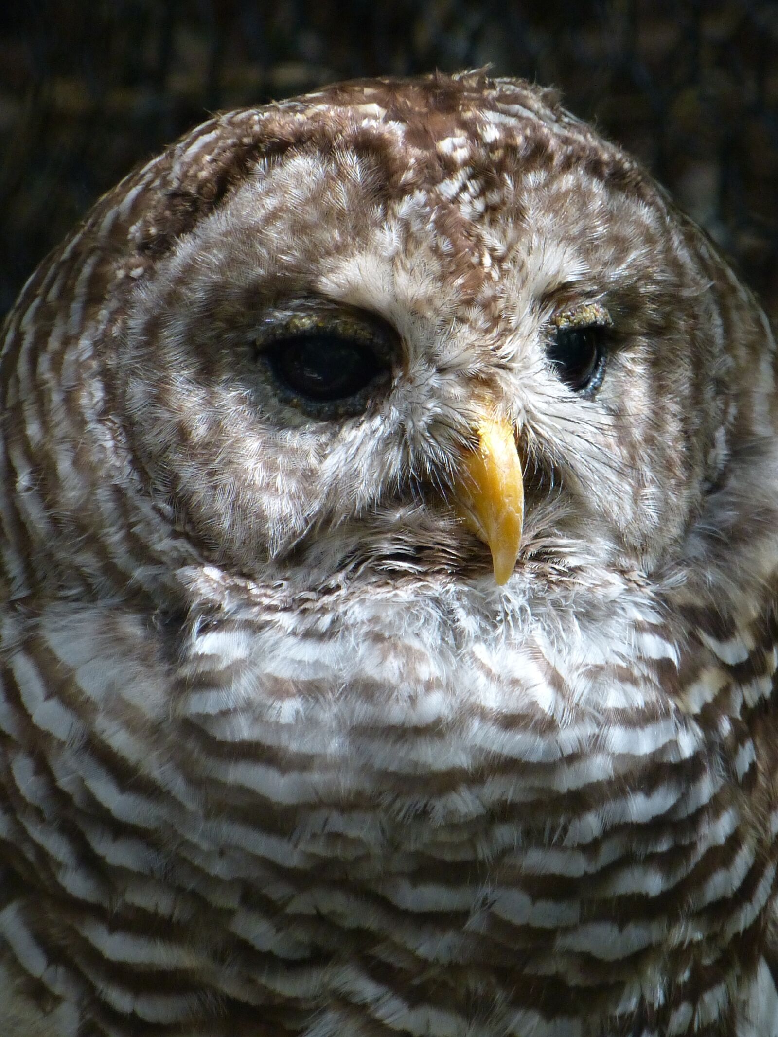 Panasonic Lumix DMC-FZ150 sample photo. Animals, owl, birds photography