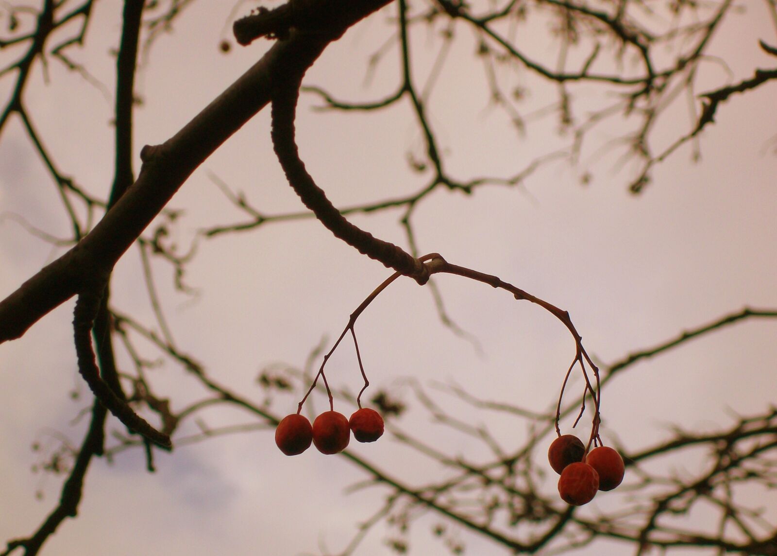 Kodak EASYSHARE C1013 DIGITAL CAMERA sample photo. Berry, tree, branch photography