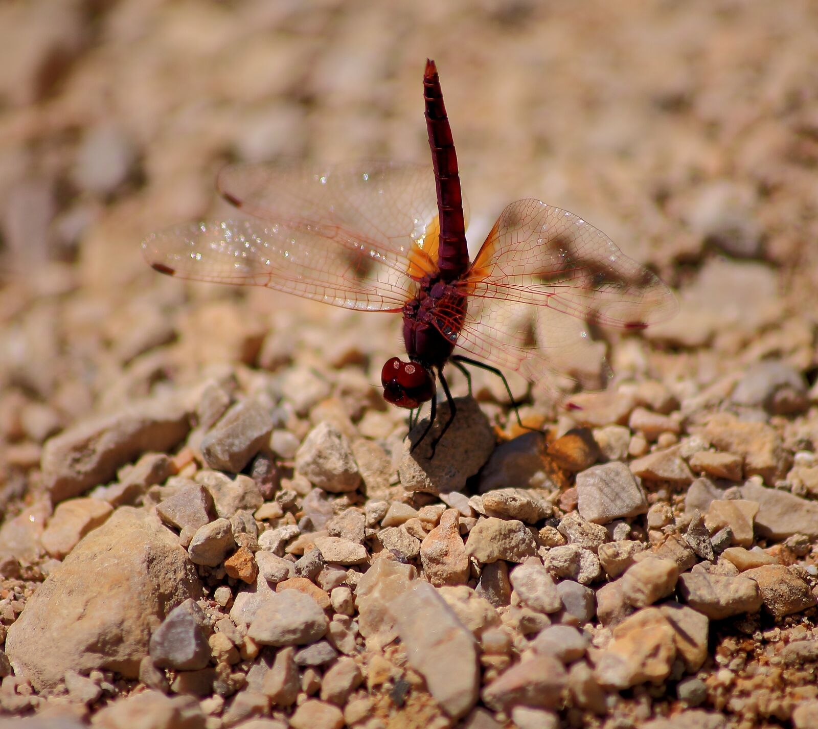 Canon EOS 1100D (EOS Rebel T3 / EOS Kiss X50) sample photo. Dragonfly, macro, insects photography