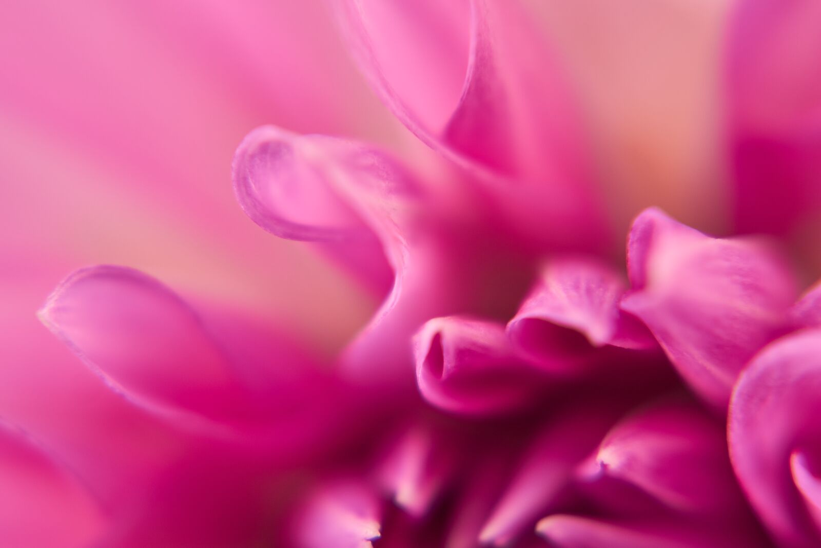 Sony E 50mm F1.8 OSS sample photo. Dahlia, blossom, bloom photography