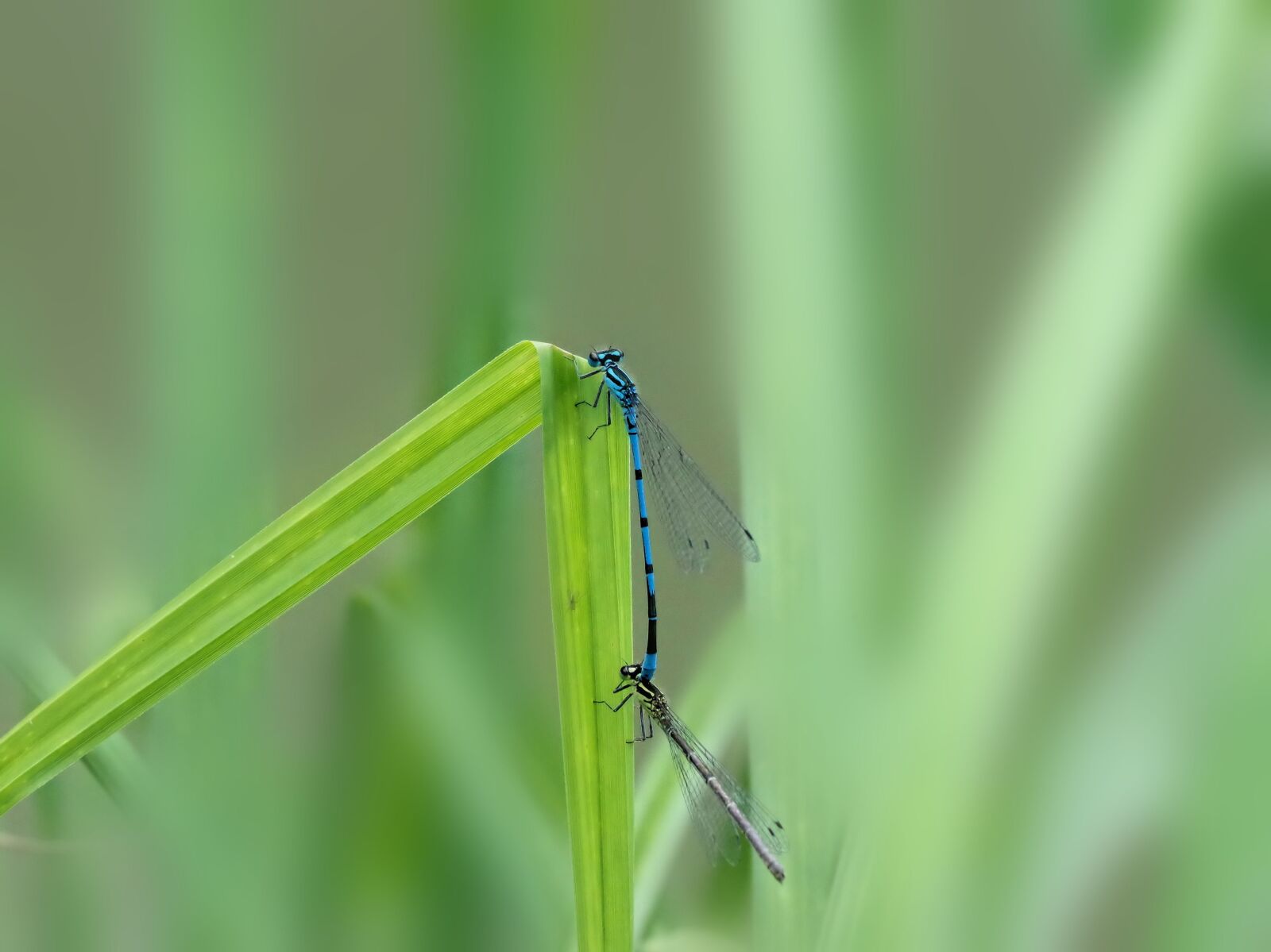 Pentax K-70 sample photo. Dragonflies, pairing, nature photography