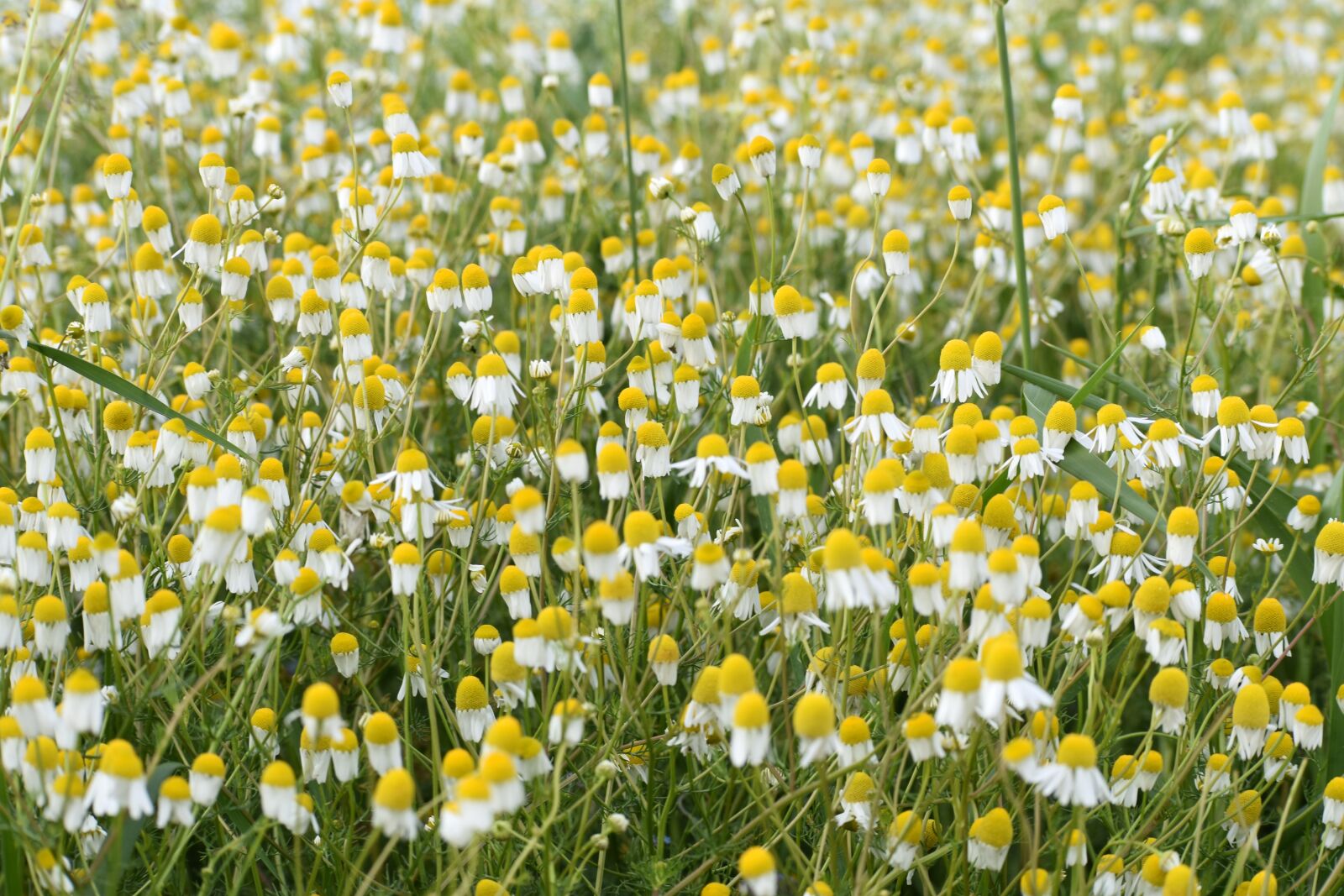 Nikon D3500 sample photo. Chamomile, camomile field, medicinal photography