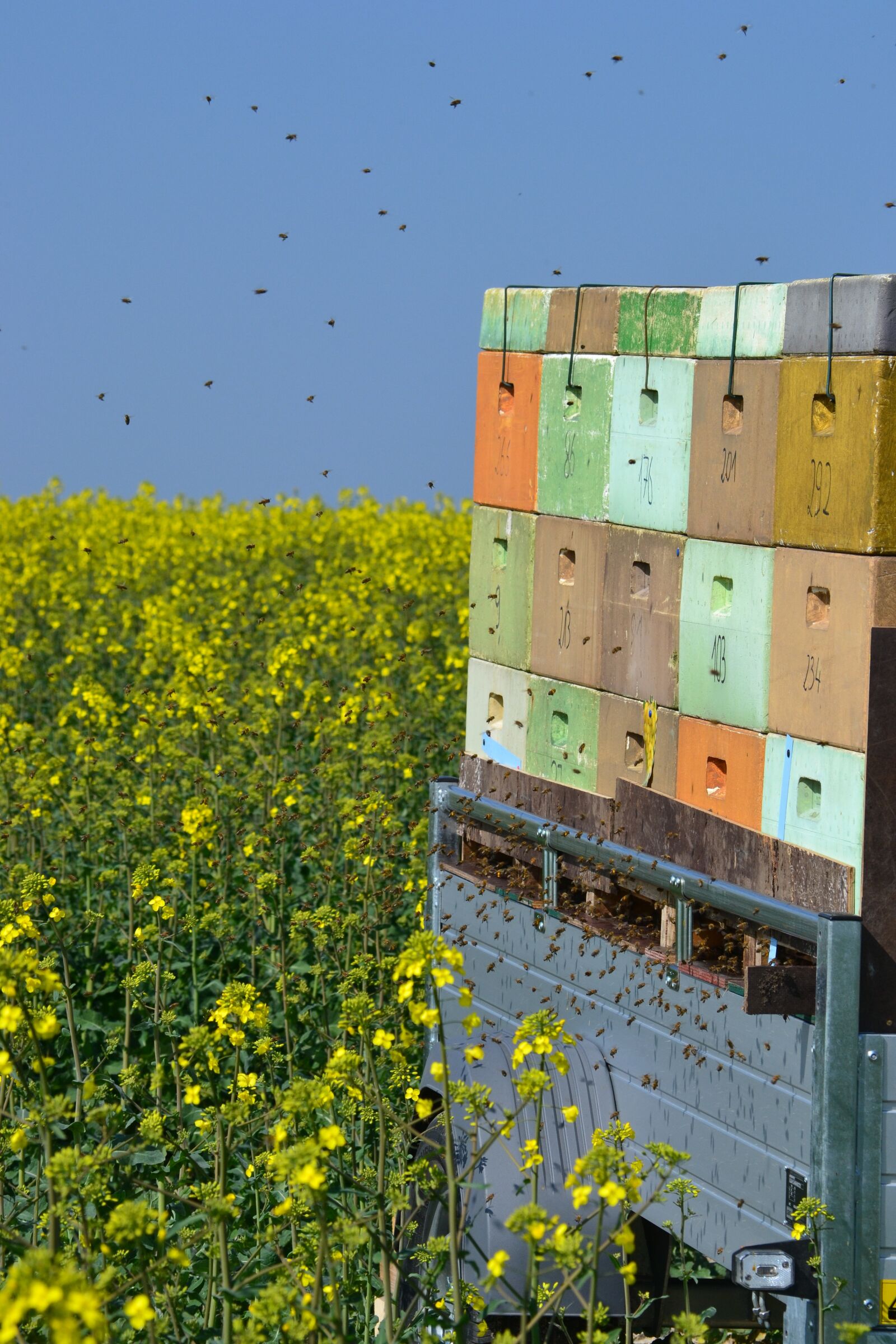 Nikon D3100 sample photo. Bees, beehive, honey bee photography