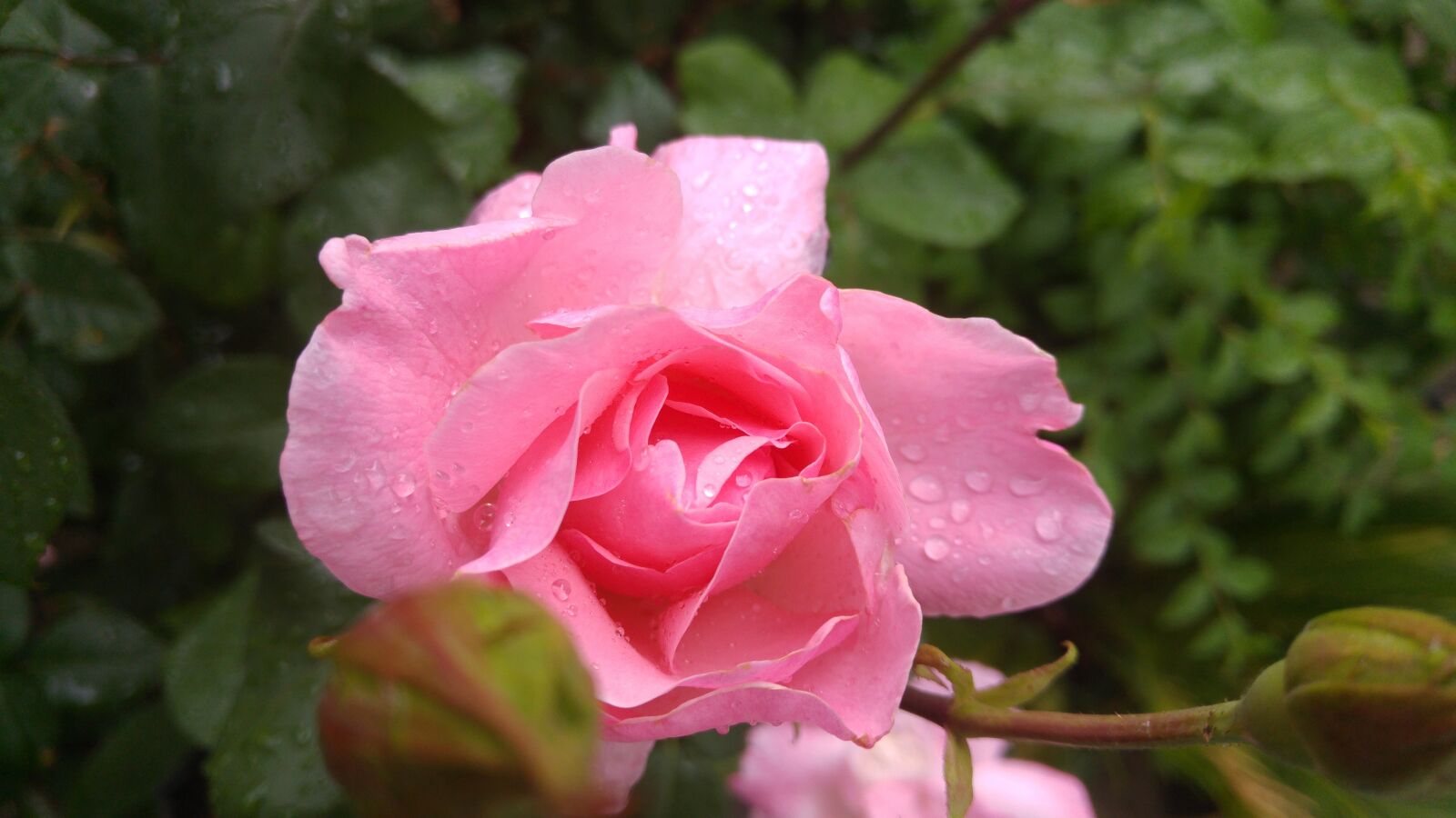 LG G4 sample photo. Flower, rose, garden photography