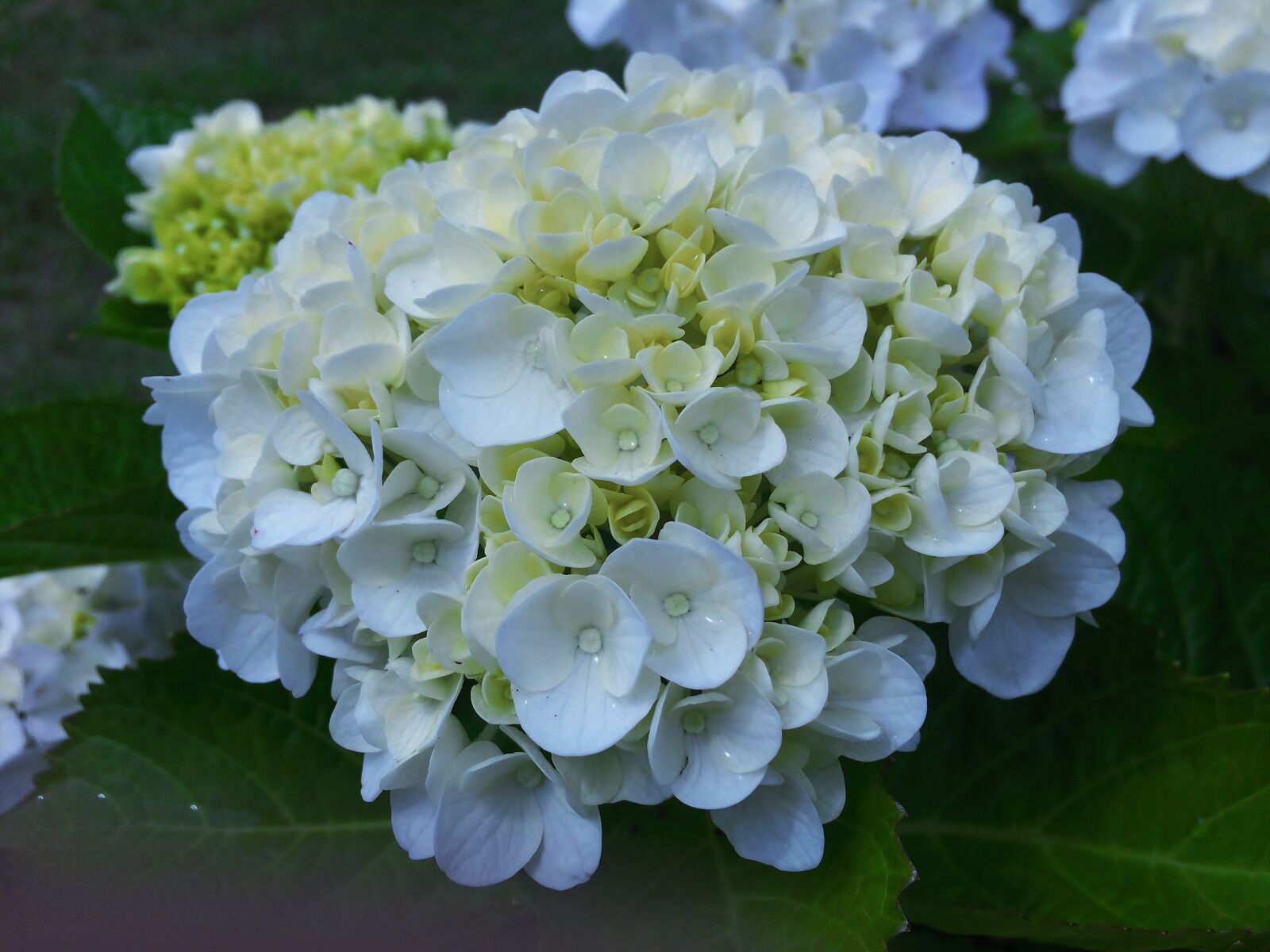 Apple iPhone 5s sample photo. Hydrangea, ota kisan, white photography