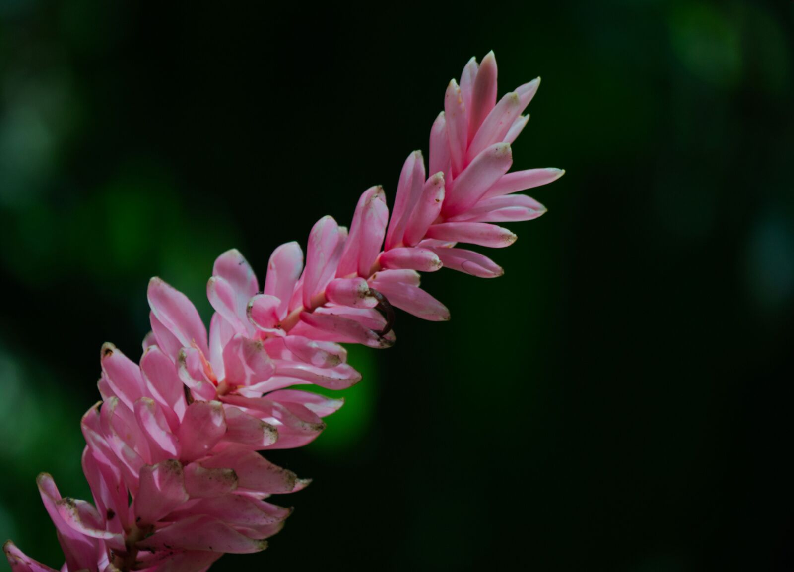 Nikon D3200 sample photo. Costa rica, alpinia, flower photography