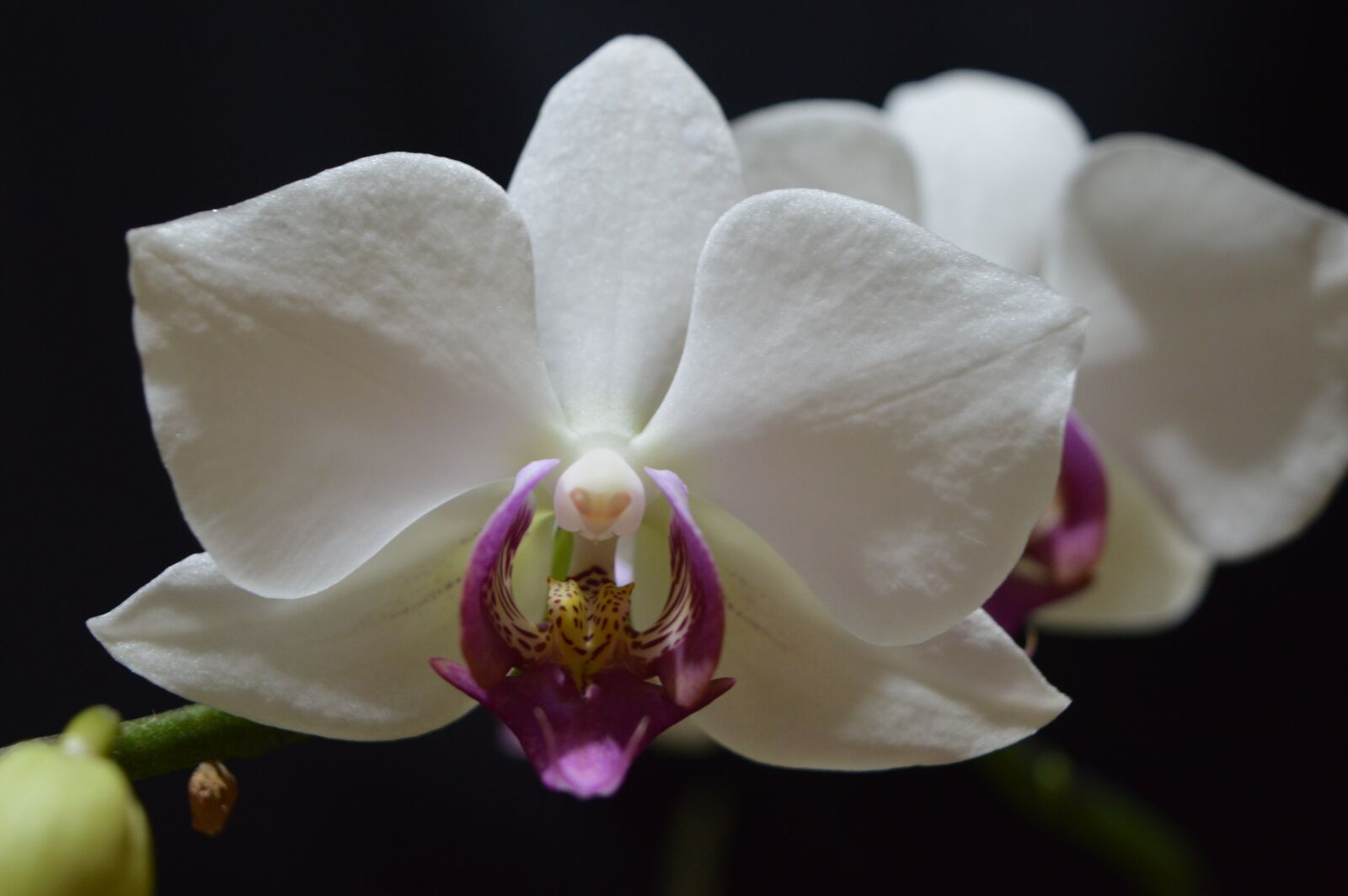 Nikon D3200 sample photo. Flower, nature, plant photography