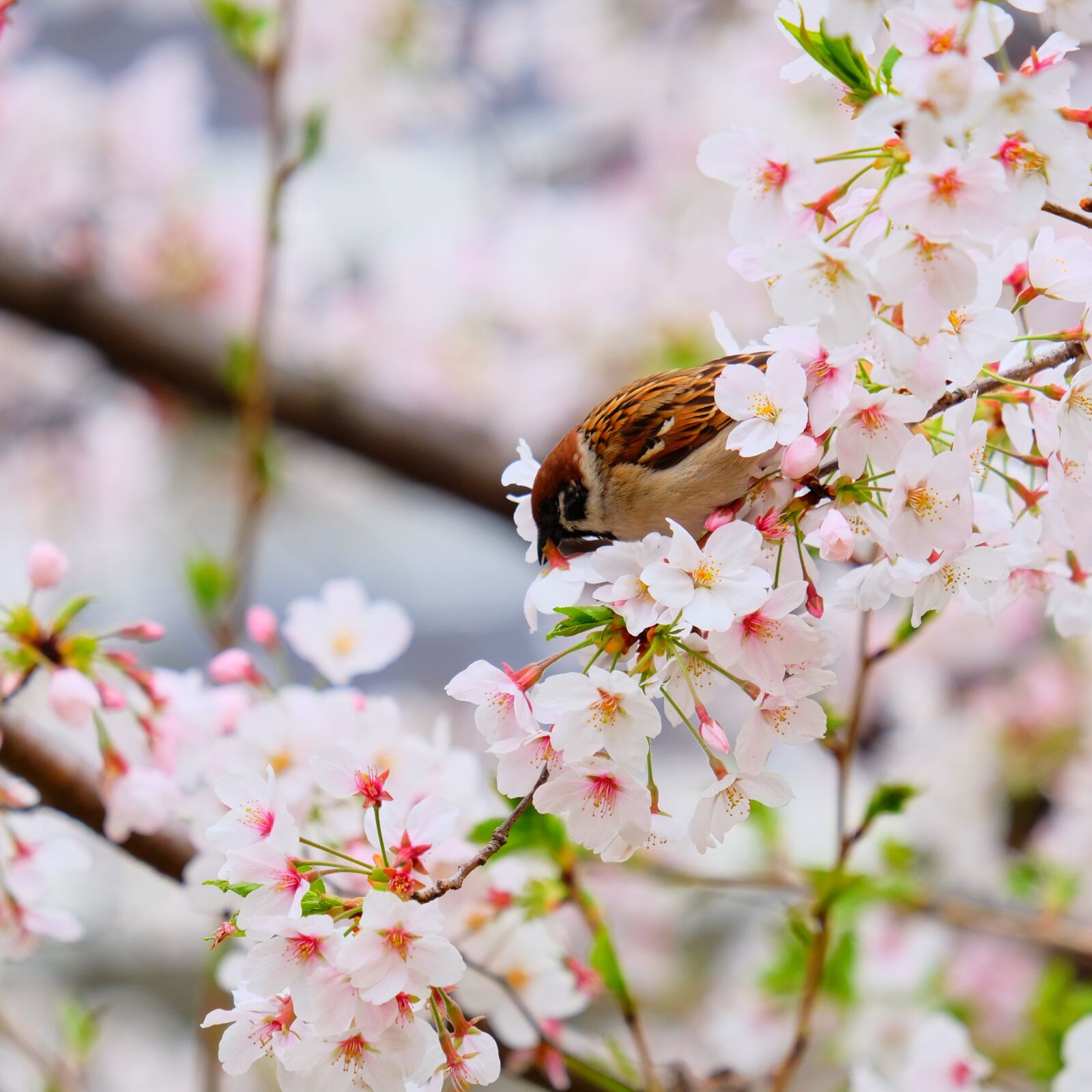 Fujifilm XF 55-200mm F3.5-4.8 R LM OIS sample photo. Flower, cherry blossom, spring photography
