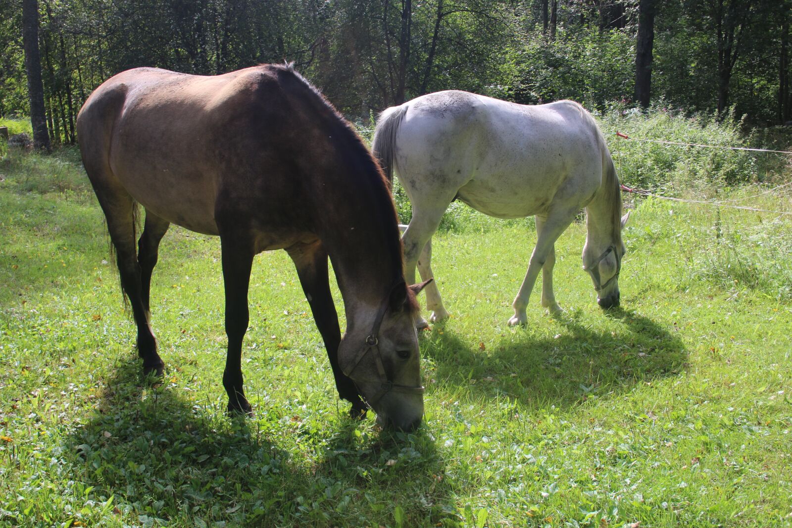 Canon EF-S 18-55mm F3.5-5.6 II sample photo. Horse, horses, grass photography