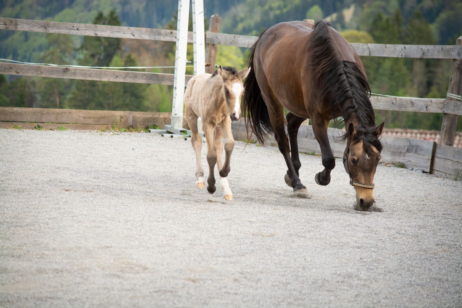 Nikon D7100 sample photo. Horses, ponies, foal photography