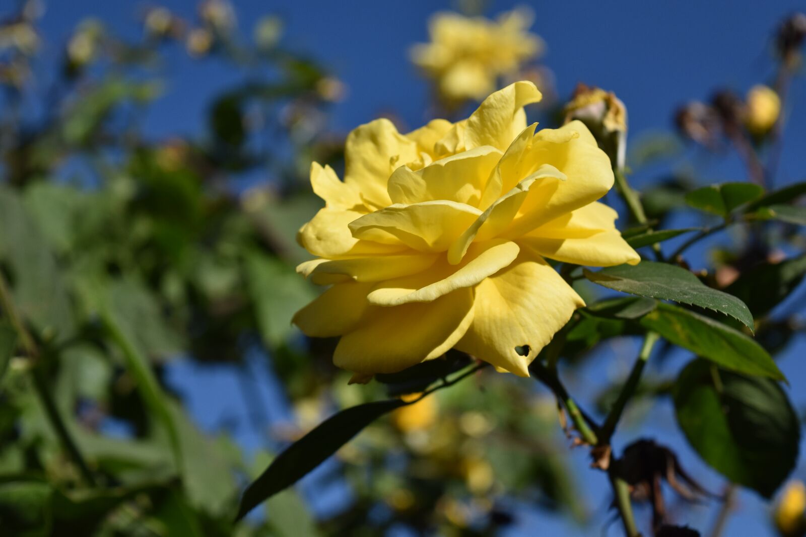 Nikon D5500 sample photo. Flower, yellow, petals photography