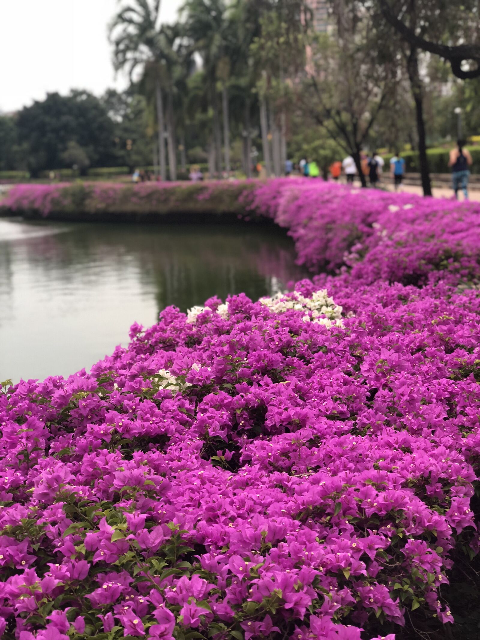 iPhone X back dual camera 6mm f/2.4 sample photo. Flora, flowers, plant photography