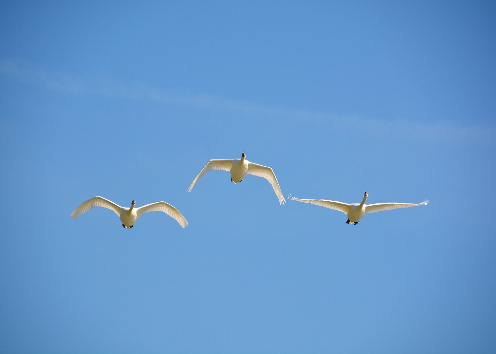 Nikon D7100 sample photo. Flying swans, blue, sky photography