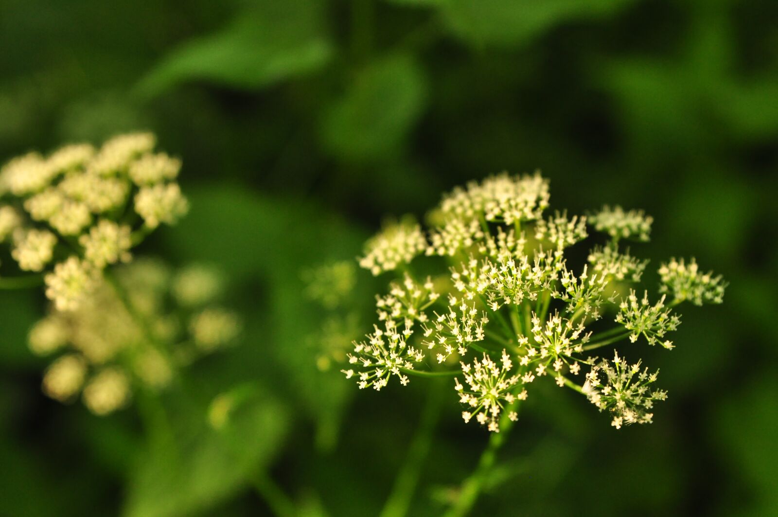 Nikon D90 sample photo. Plant, pointed flower, grassland photography