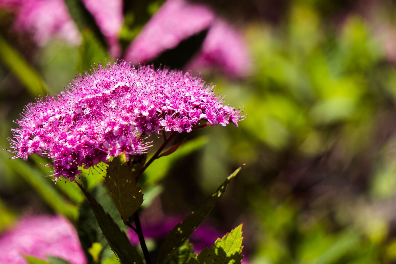 Sony E 55-210mm F4.5-6.3 OSS sample photo. Flowers, violet, blossom photography