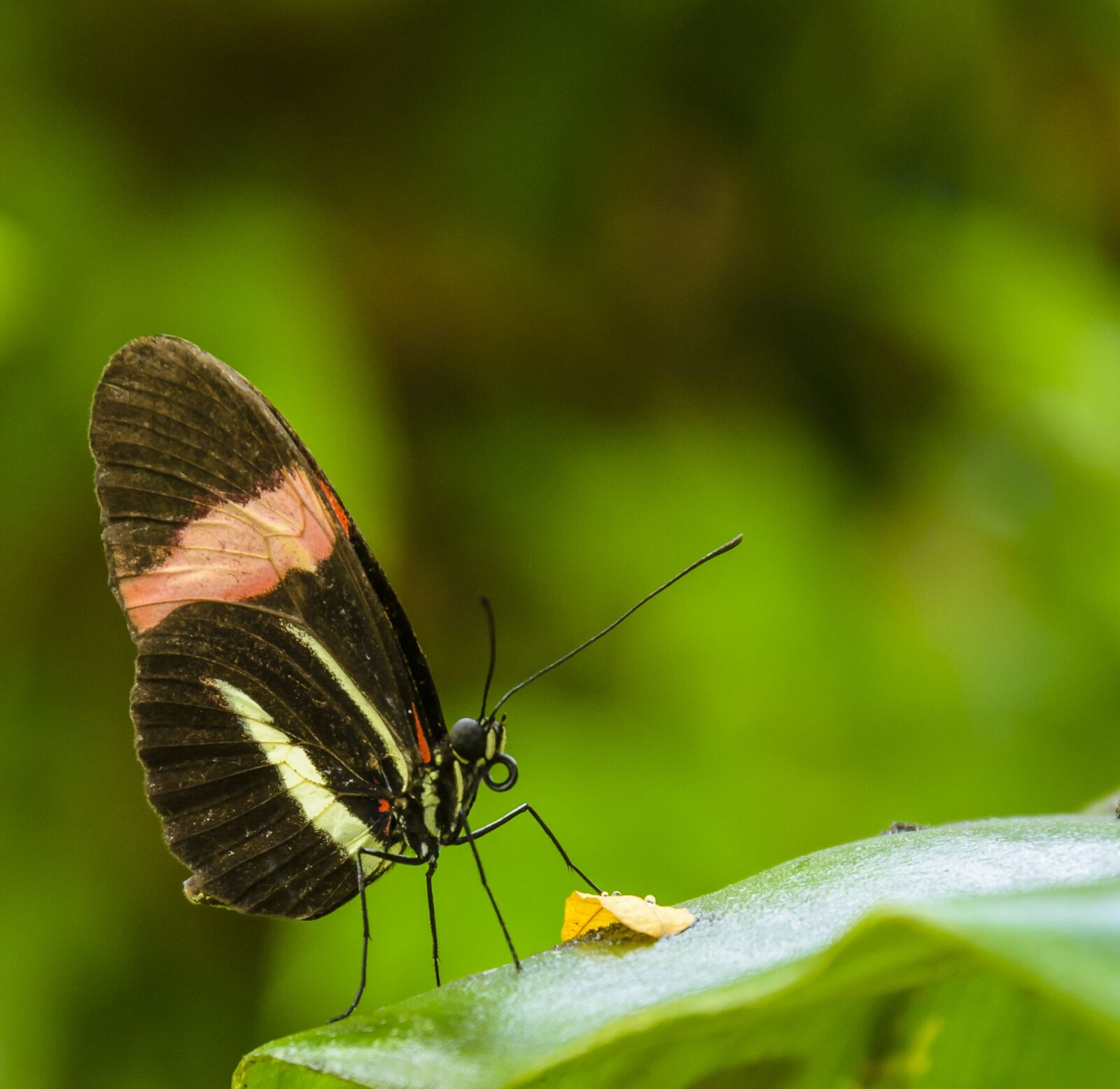 Nikon D7200 sample photo. Butterfly, pretty, insect photography