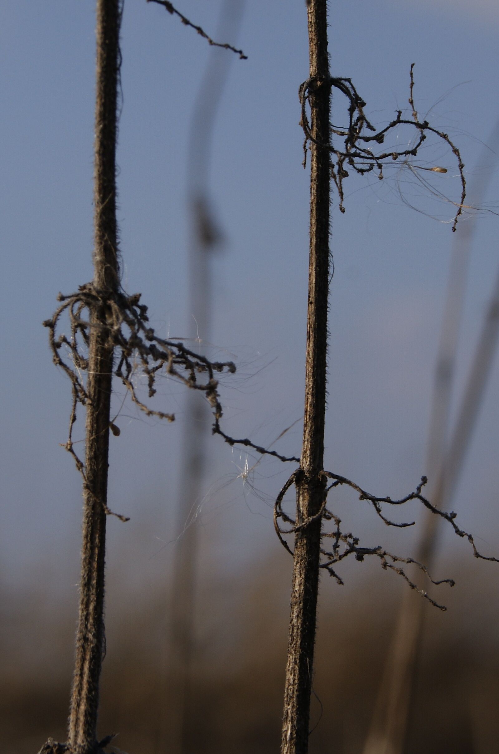 Sony Alpha DSLR-A390 sample photo. Mystery, plant, the stem photography