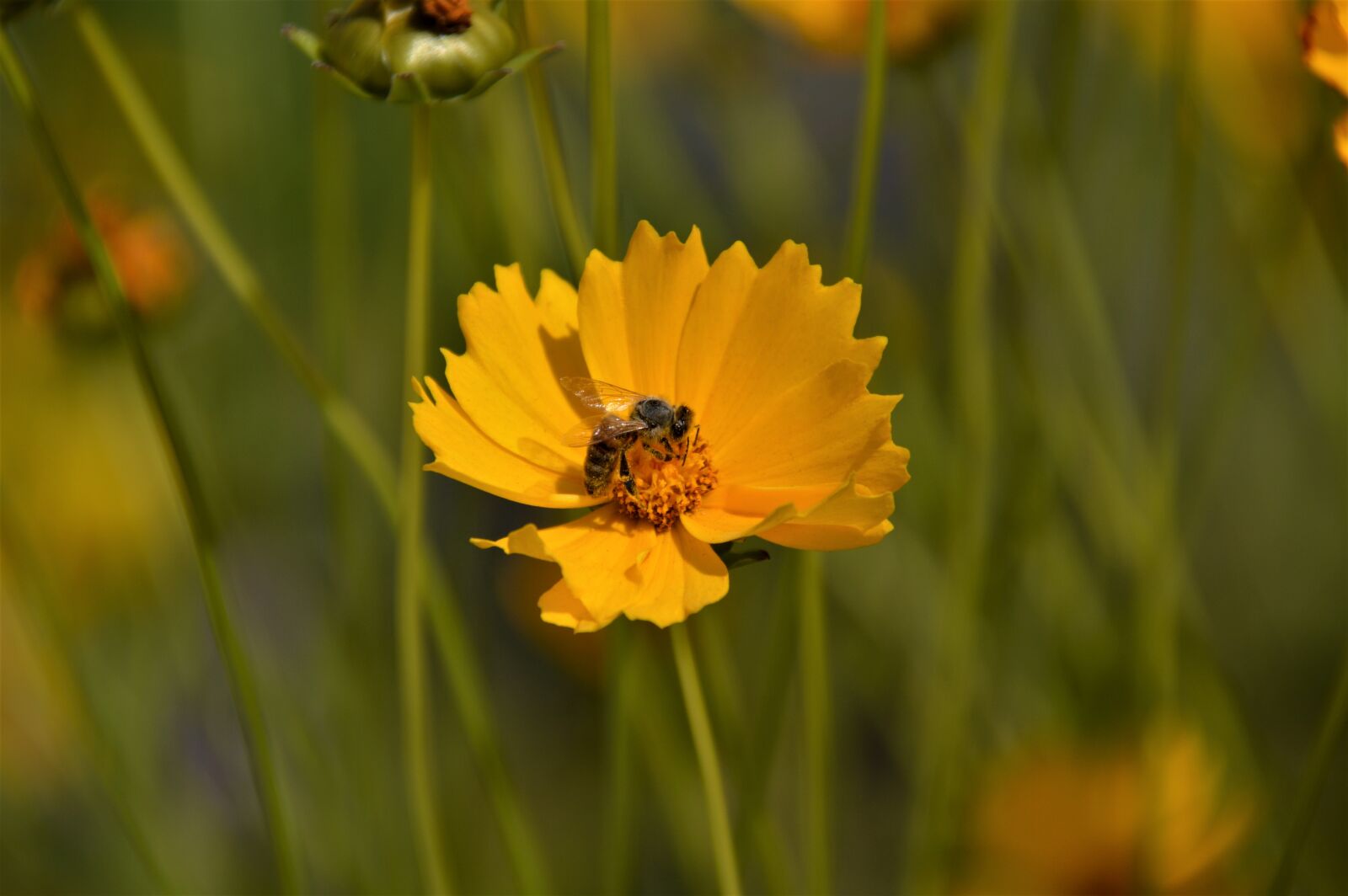 Nikon D3200 sample photo. Geumgyeguk, flowers, yellow photography