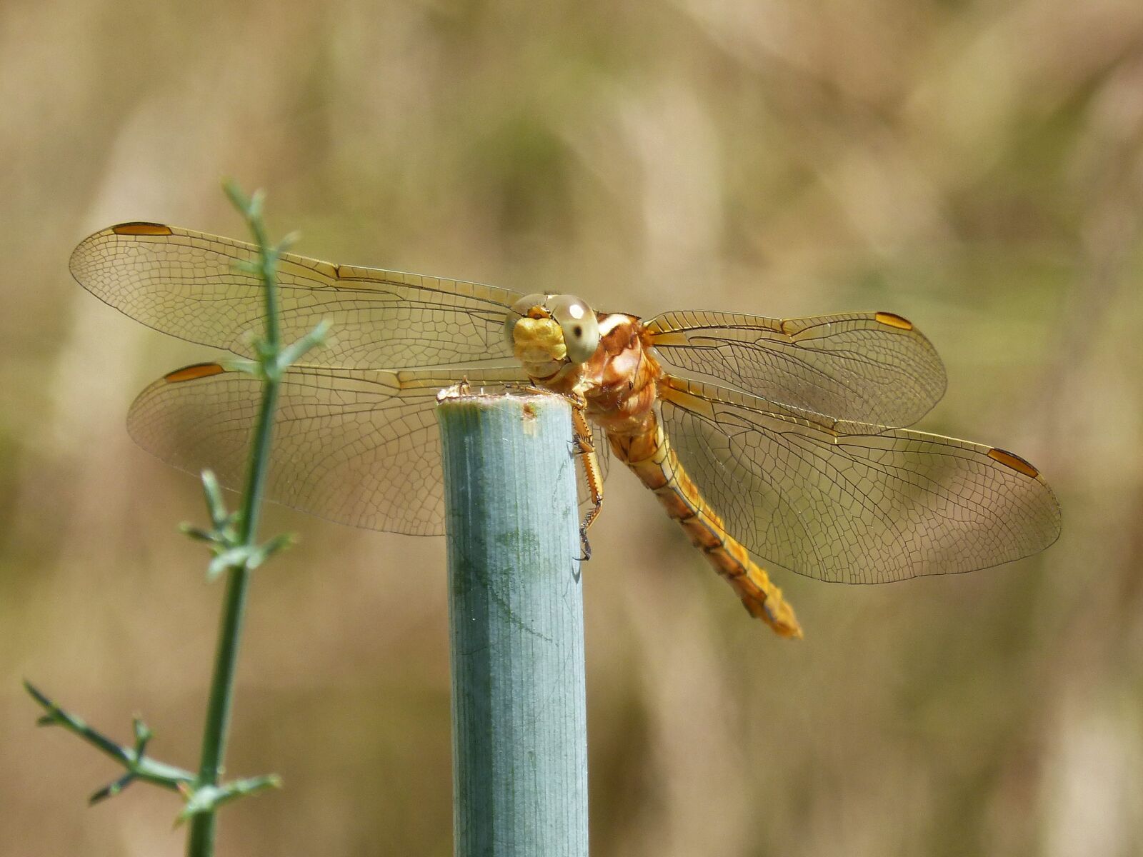 Panasonic DMC-FZ62 sample photo. Dragonfly, golden dragonfly, sympetrum photography