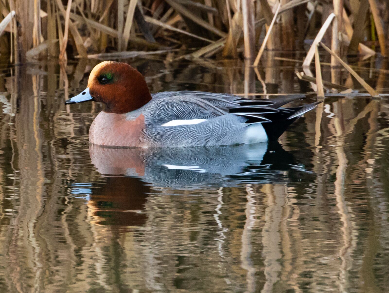 Canon EOS 7D Mark II sample photo. Wigeon ducks, ducks, wigeon photography