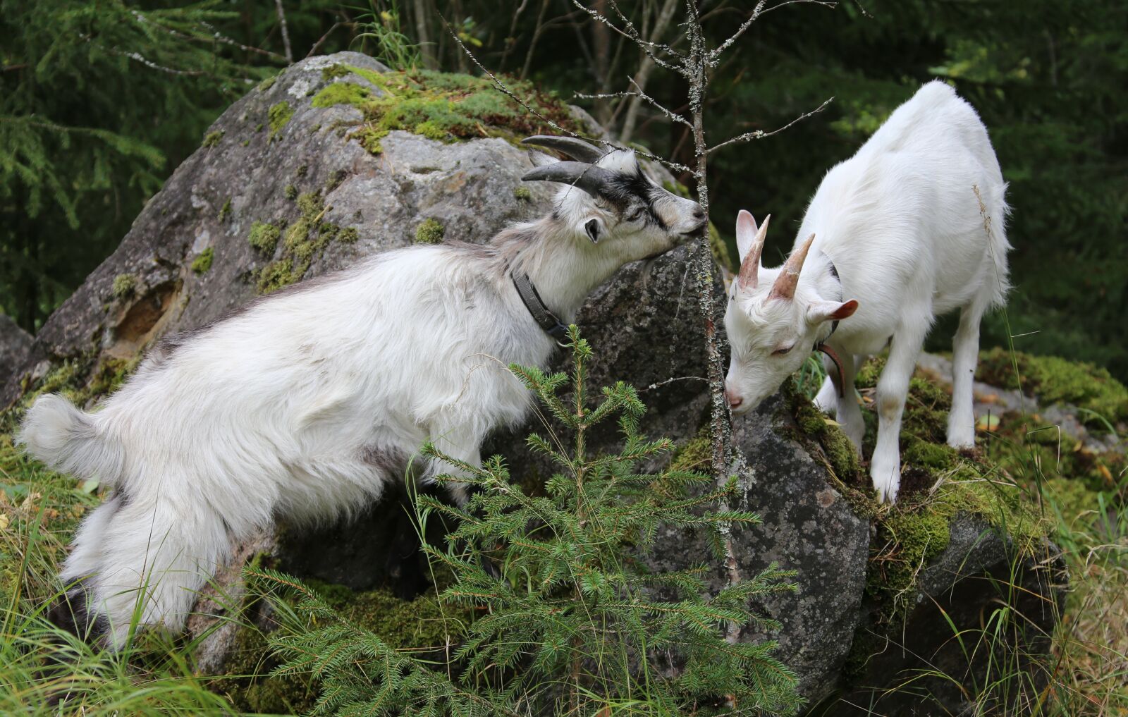Canon EOS 6D sample photo. Goat, kid, twins photography