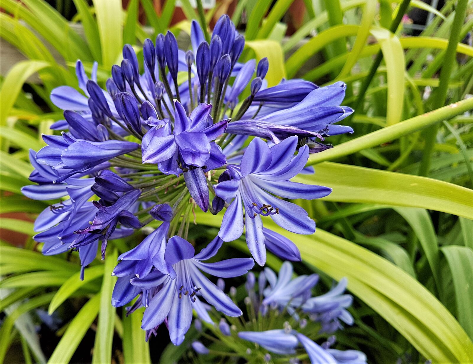 Samsung Galaxy S7 Edge sample photo. Flower, bloom, plant photography