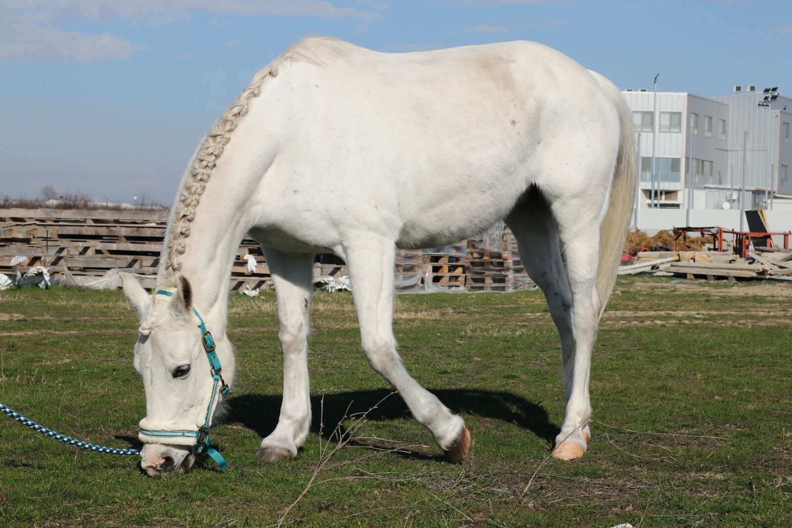 Canon EOS 77D (EOS 9000D / EOS 770D) sample photo. Horse, arena, pasha photography